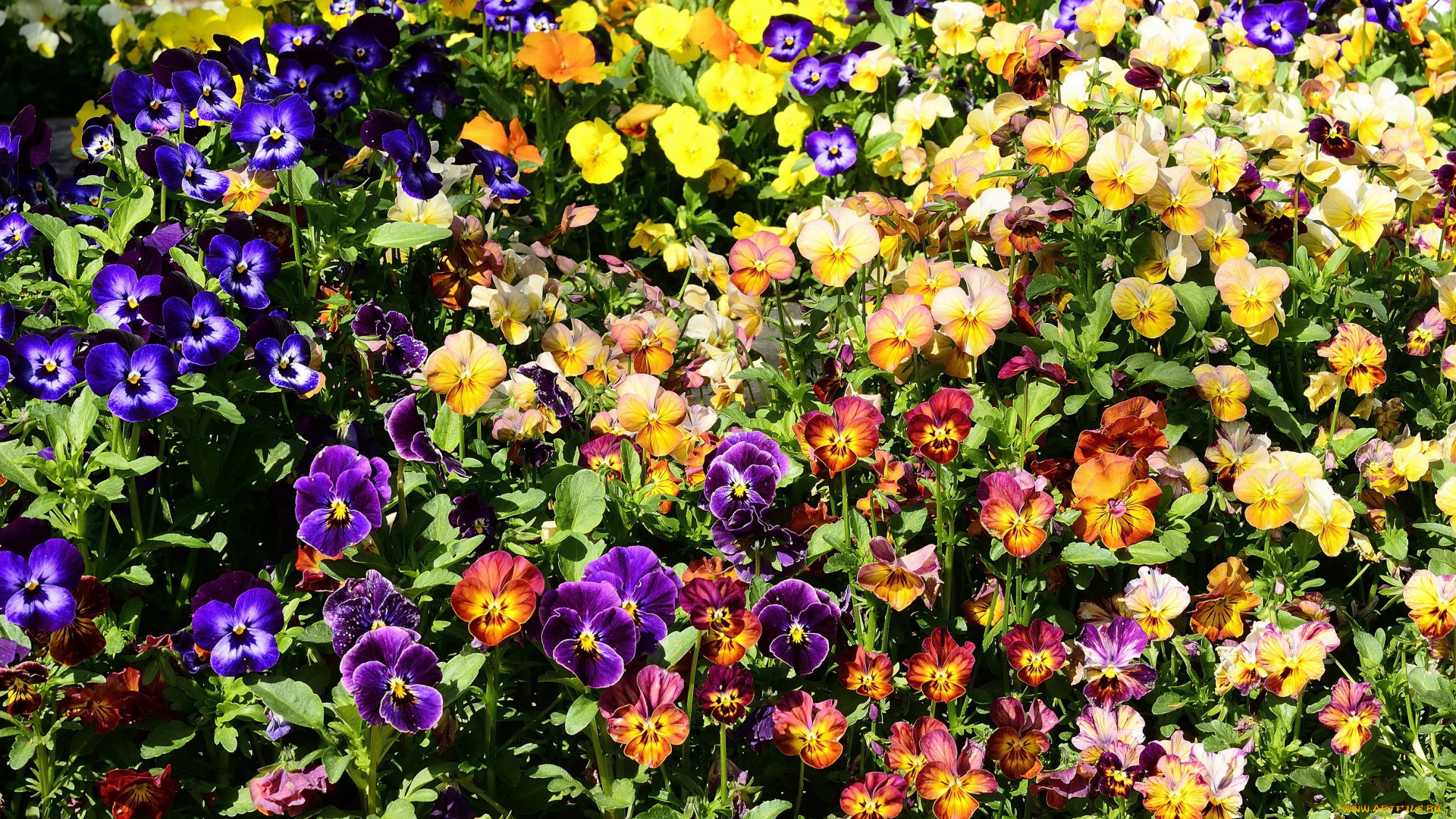 цветы, анютины, глазки, , садовые, фиалки, фиалки, много, анютины, глазки