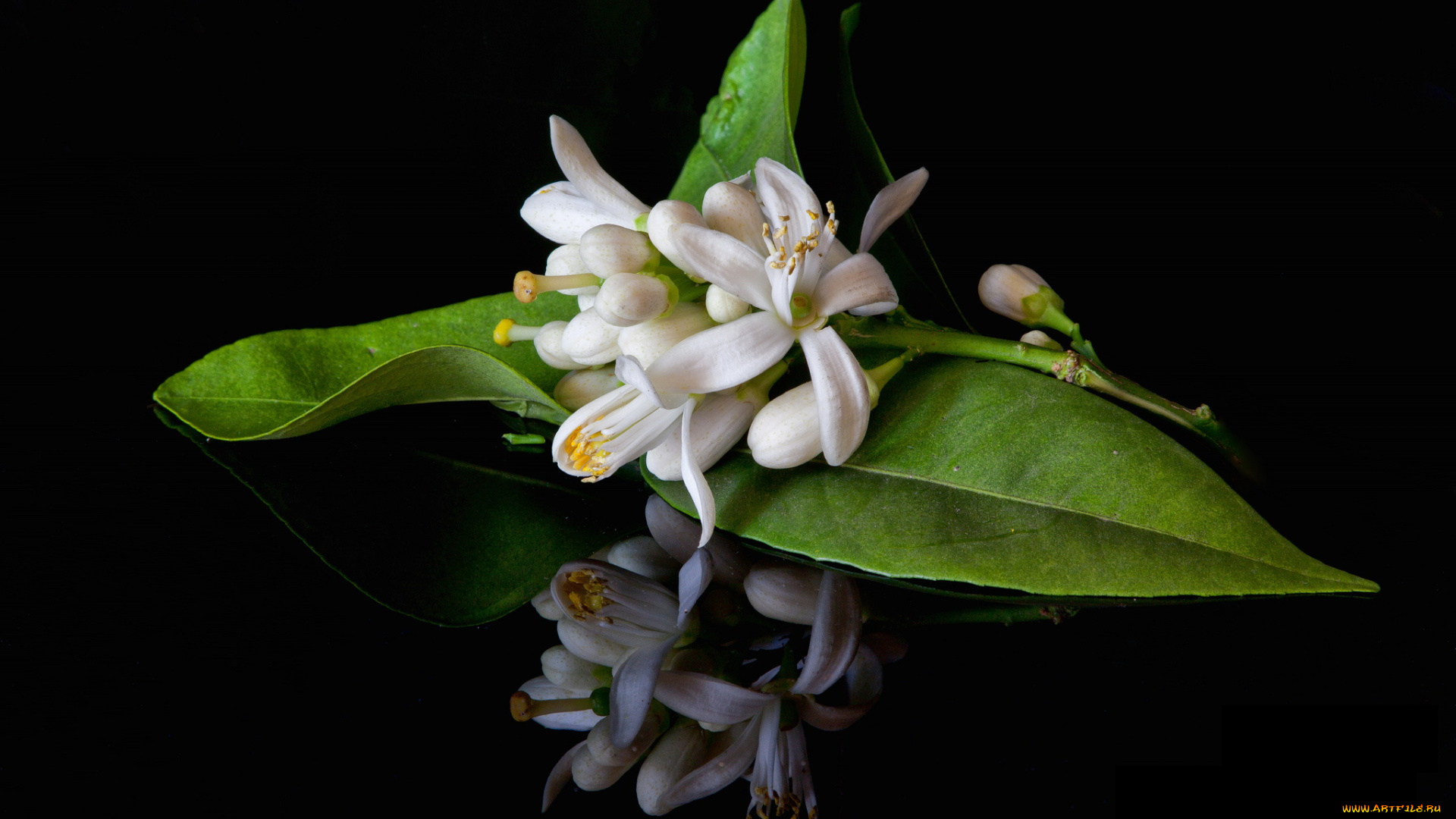 цветы, цветение, белые, цветочки, листья, ветка