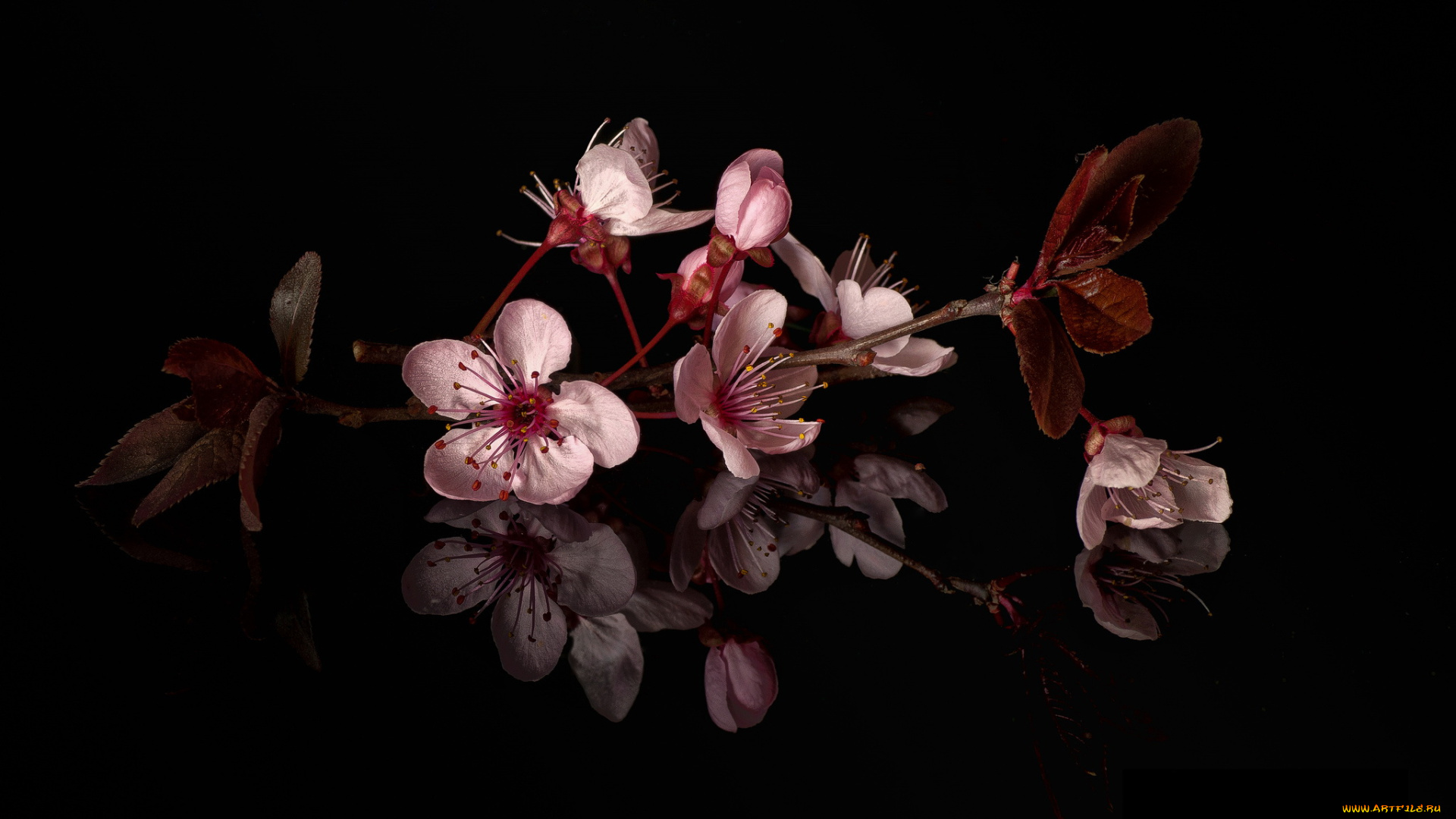 цветы, цветущие, деревья, , , кустарники, листья, ветка, цветущая, веточка, цветки