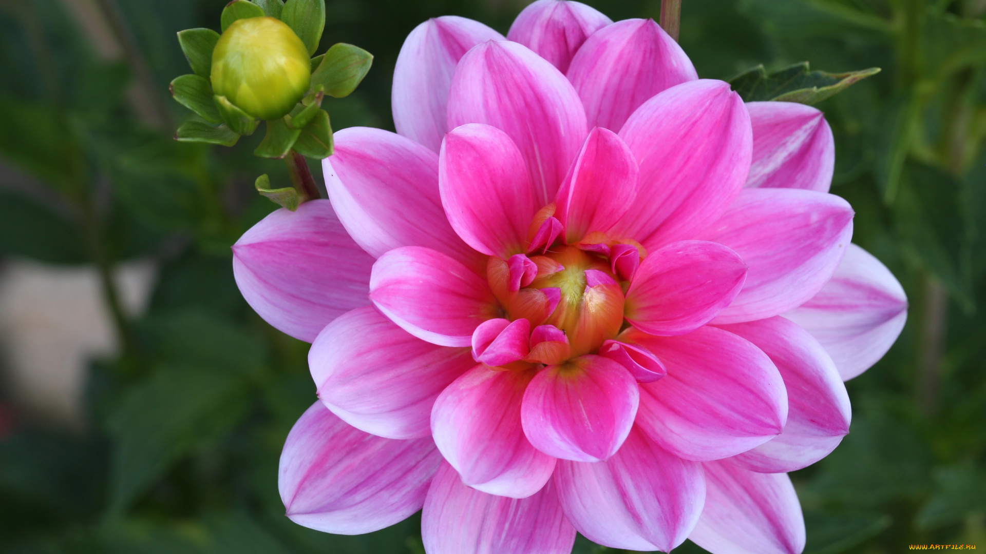 цветы, георгины, цветение, георгин, dahlia, flowering