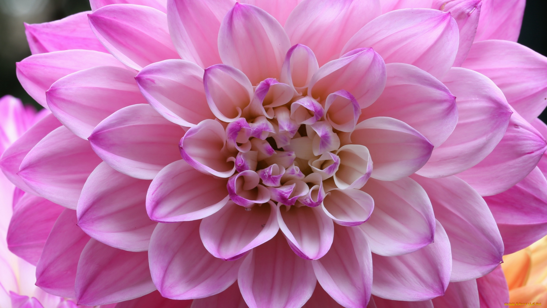 цветы, георгины, георгин, лепестки, цветение, розовый