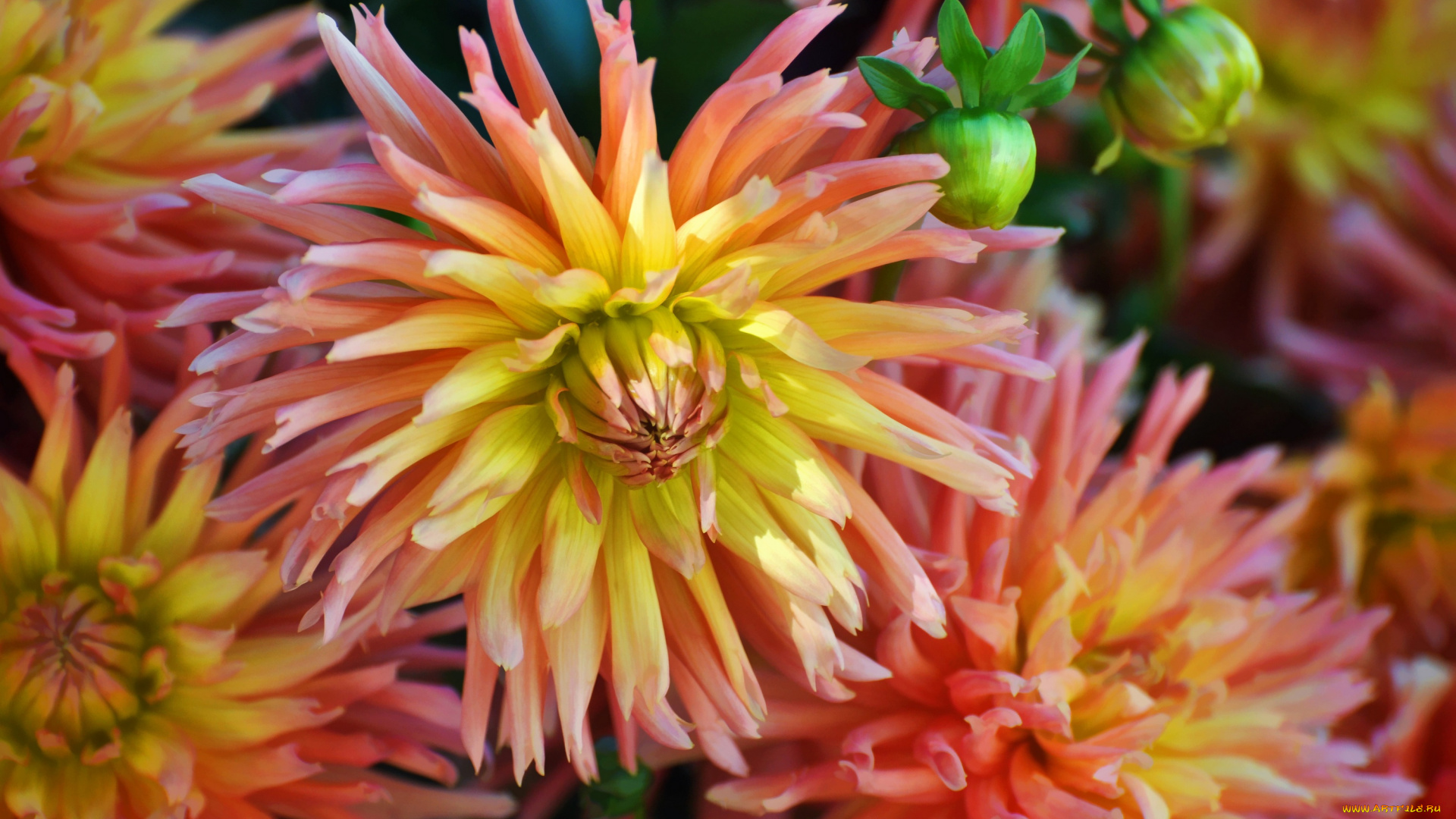 цветы, георгины, лепестки, цветение, георгин, бутоны