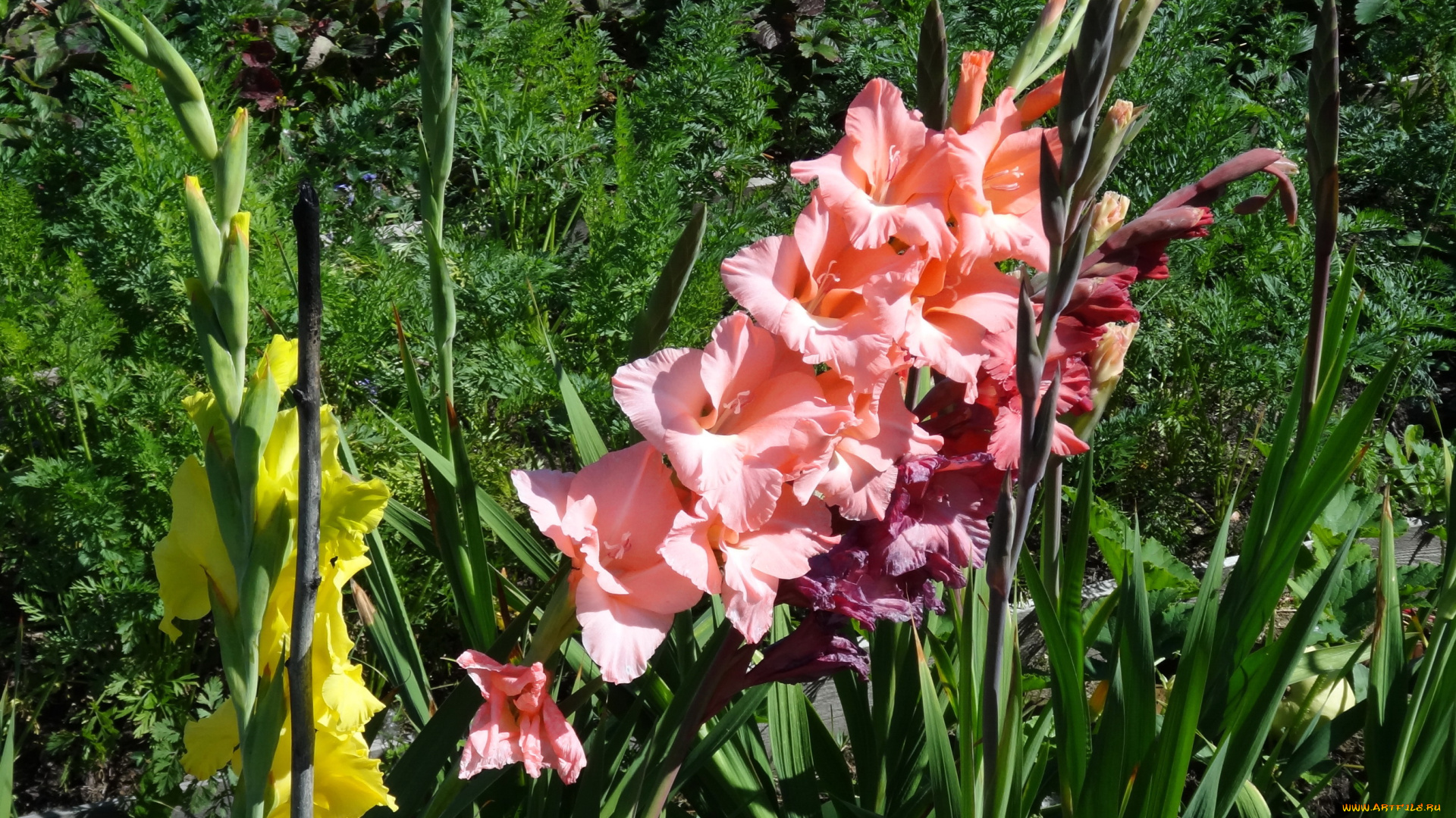 цветы, гладиолусы, сад, кусты