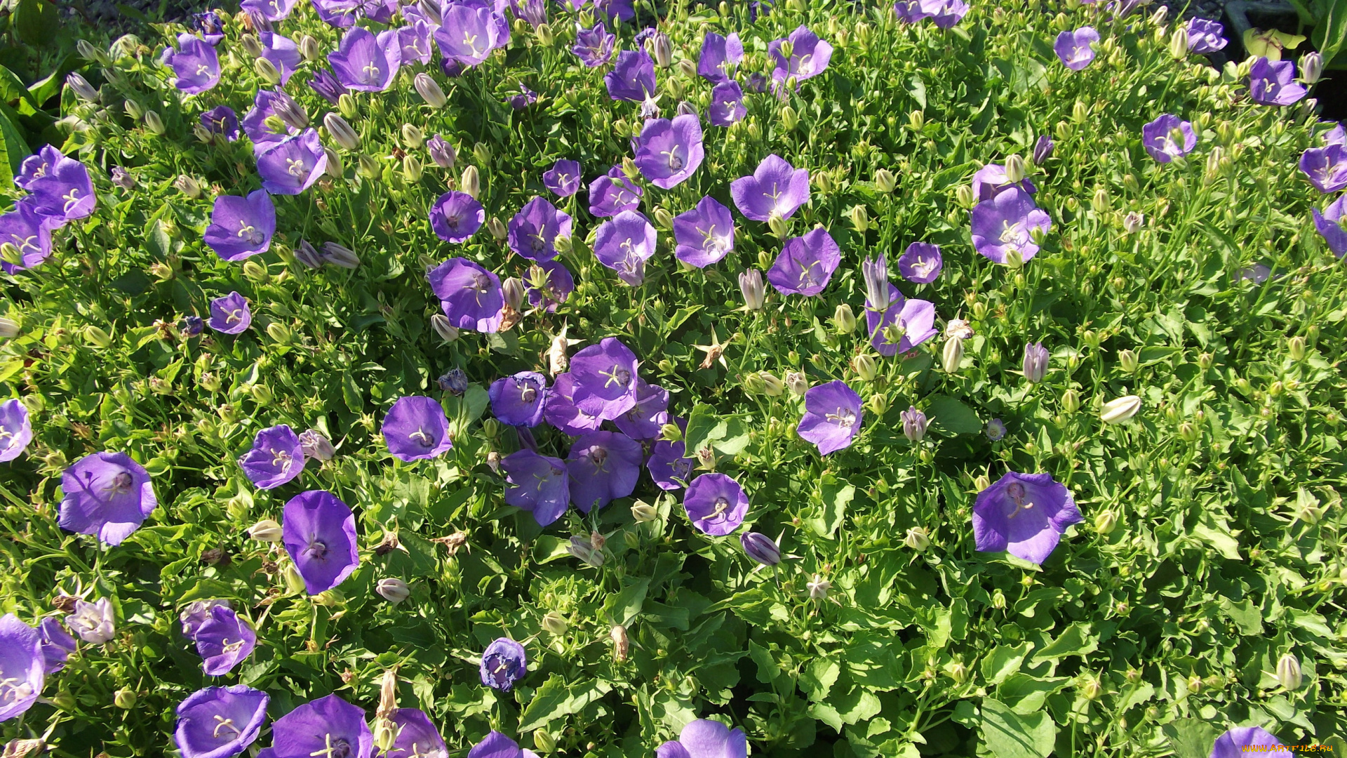 цветы, колокольчики, сиреневые, много