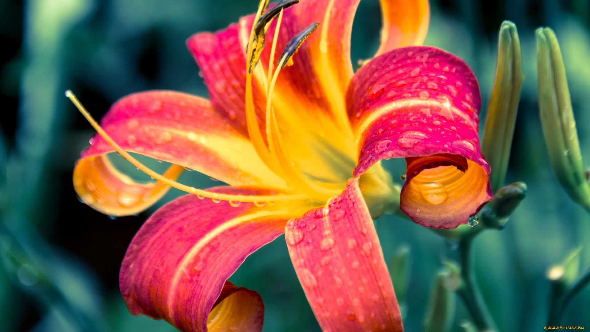 цветы, лилии, , лилейники, лепестки, цветение, petals, bloom, lily