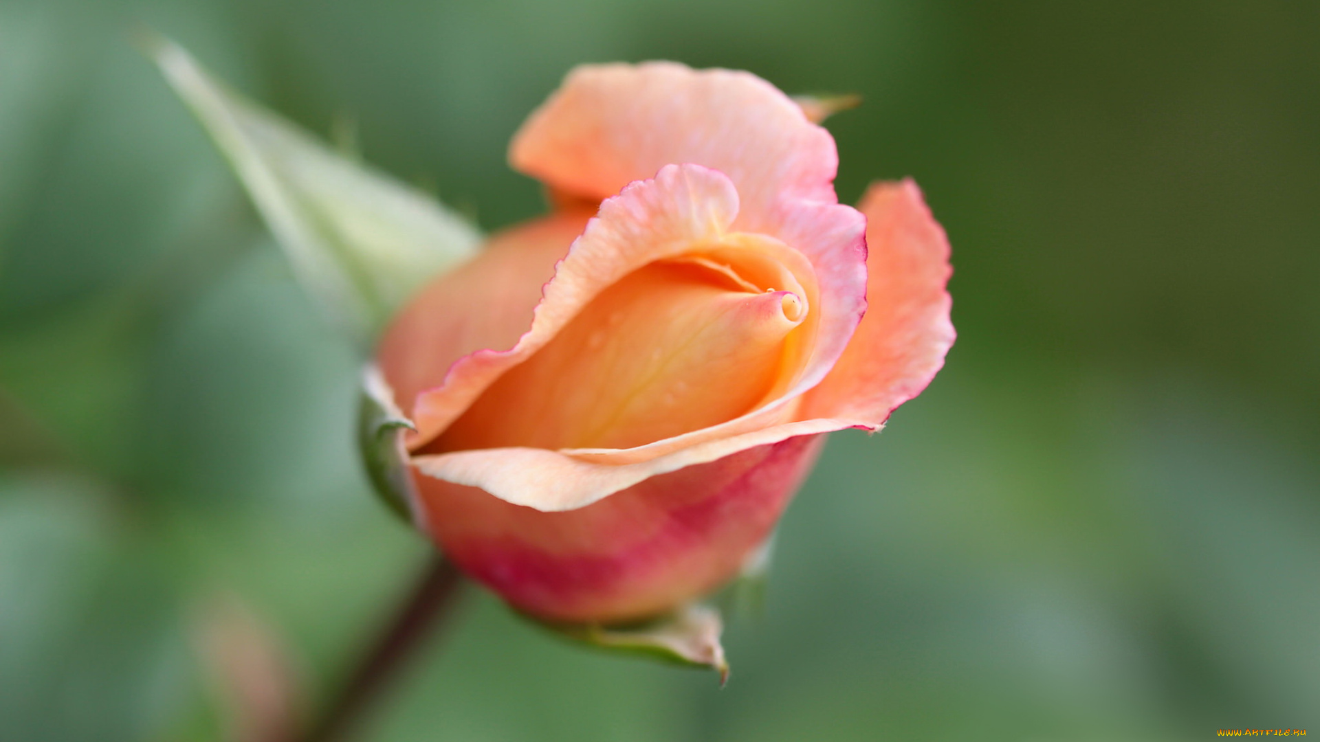 цветы, розы, leaves, petals, bud, rose, blossoms, цветение, лепестки, листья, роза, бутон