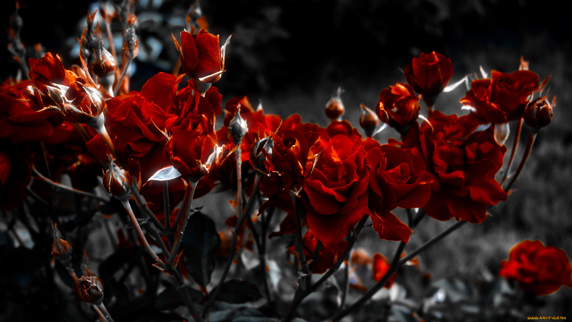 цветы, розы, сад, кусты, бордовые