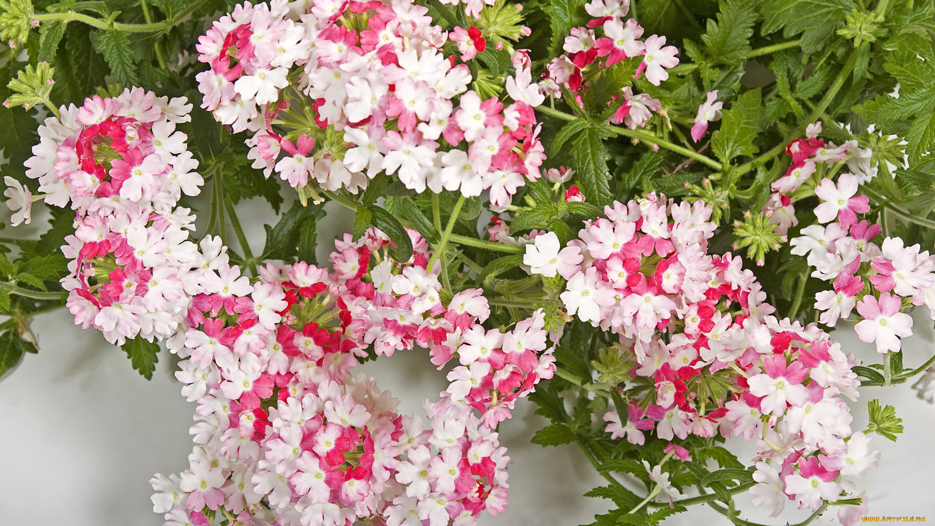 цветы, вербена, много, розовая