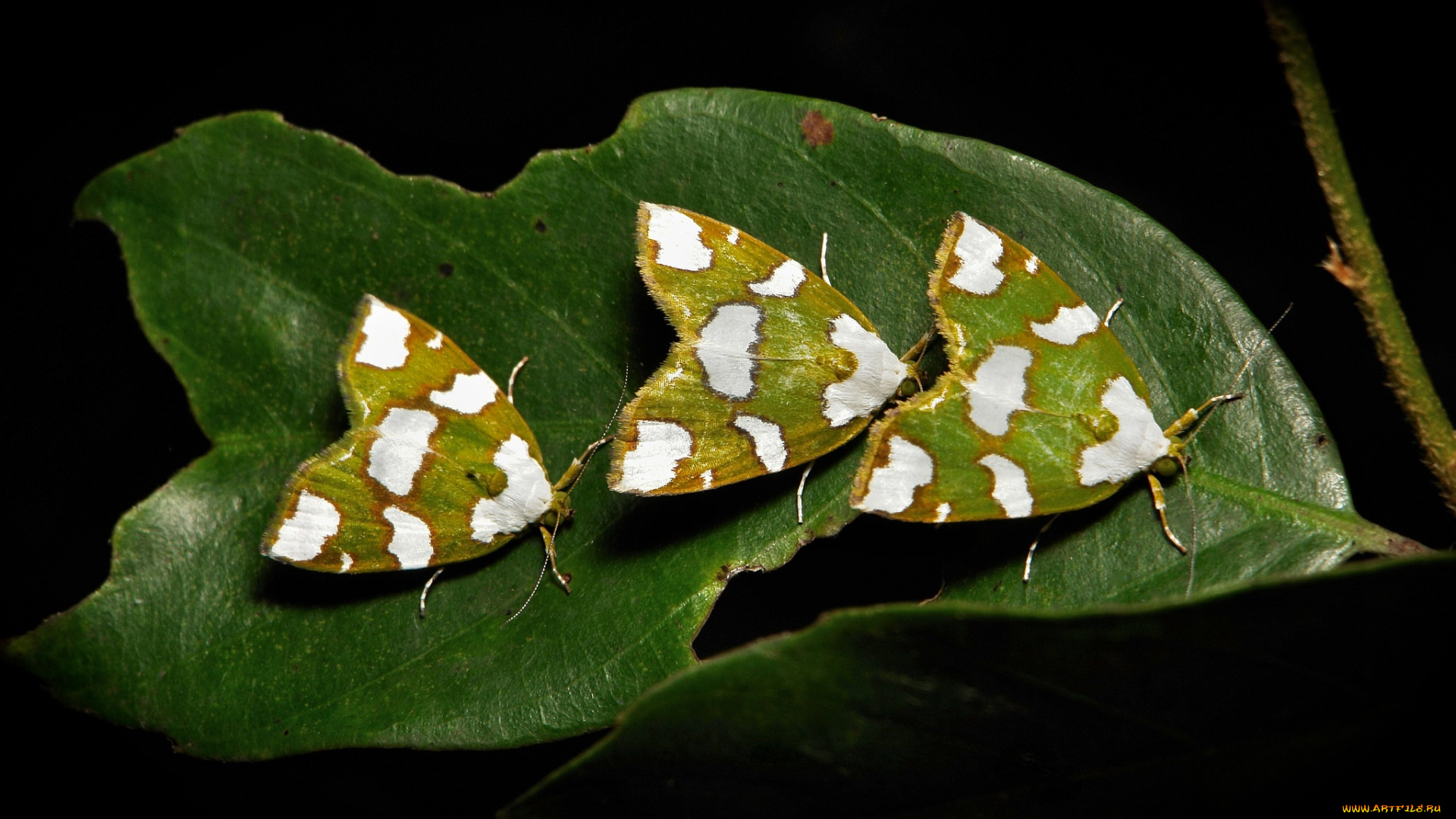 животные, бабочки, itchydogimages, макро, лист, трио, моли