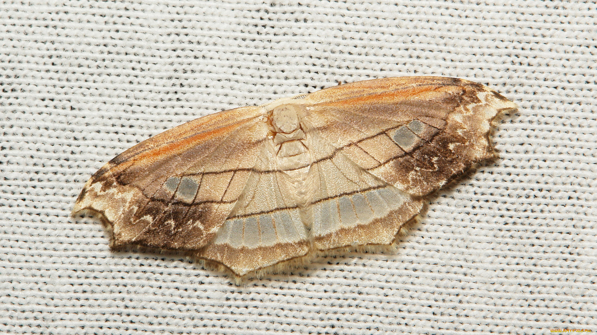 животные, бабочки, макро, ткань, itchydogimages, моль, крылья