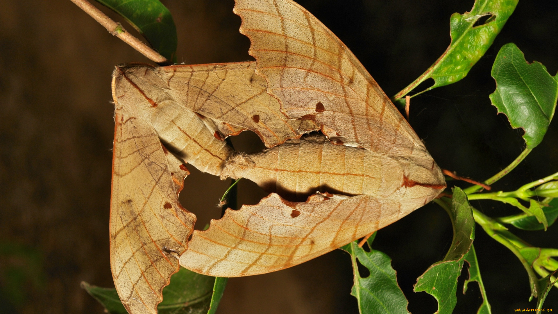 животные, бабочки, мотыльки, itchydogimages, макро, крылья, веточка, пара, усики