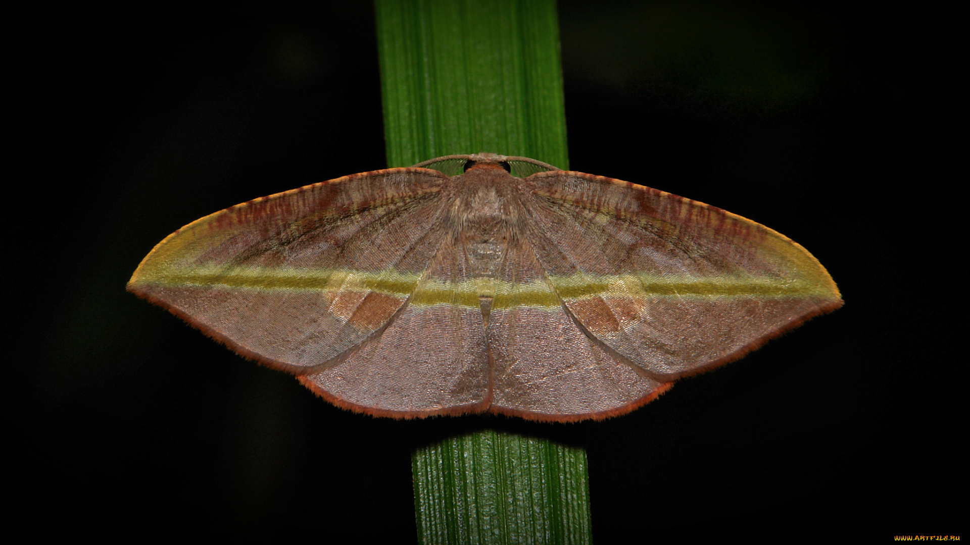 животные, бабочки, травинка, усики, крылья, насекомое, мотылёк, itchydogimages, макро