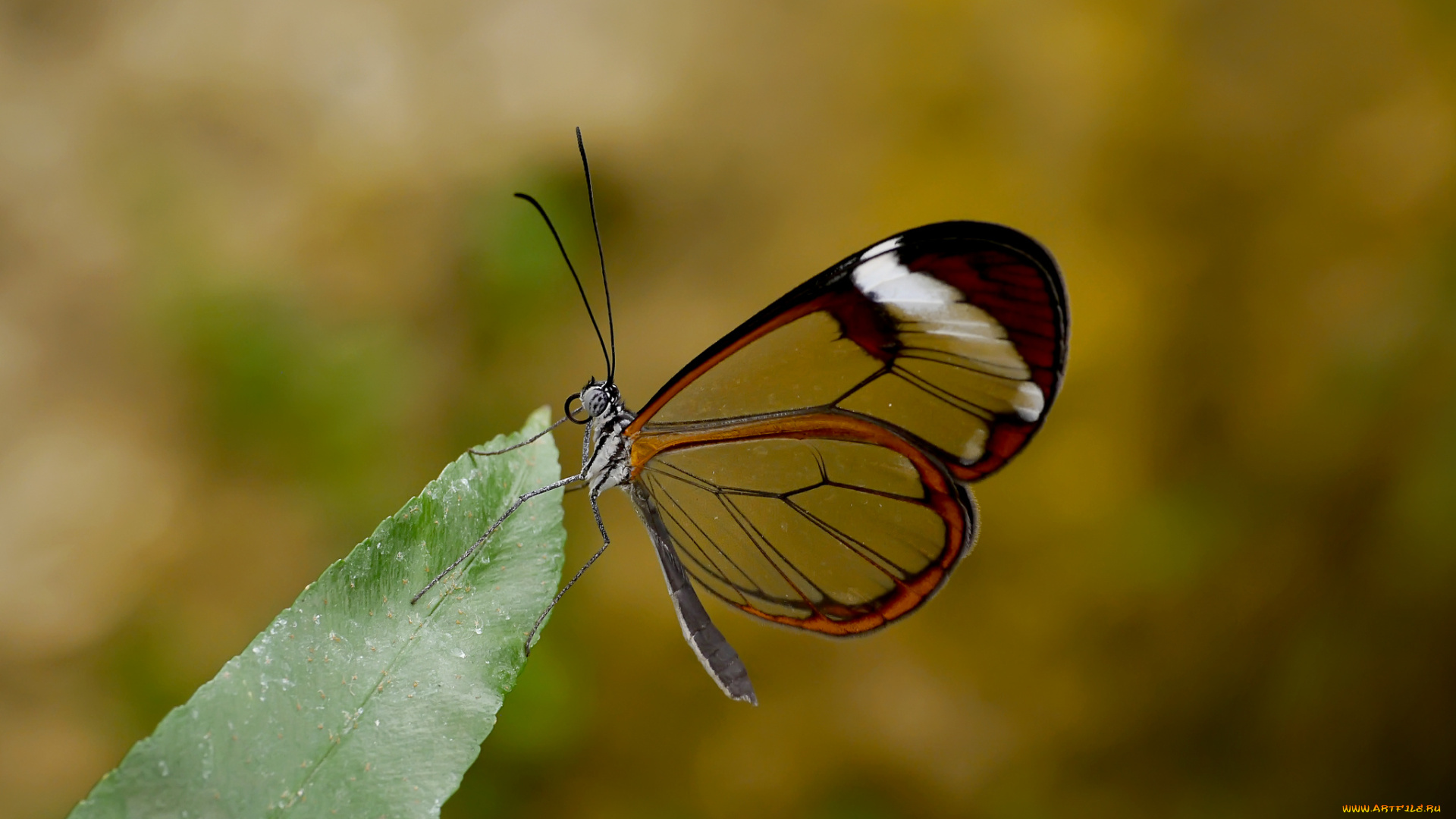 животные, бабочки, усики, крылья, макро, бабочка, хоботок