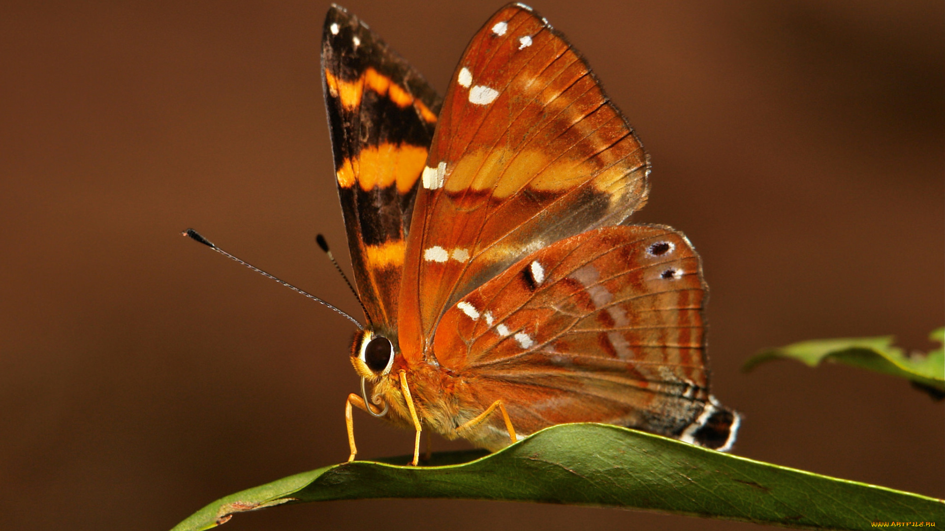животные, бабочки, усики, крылья, насекомое, бабочка, травинка, макро, itchydogimages