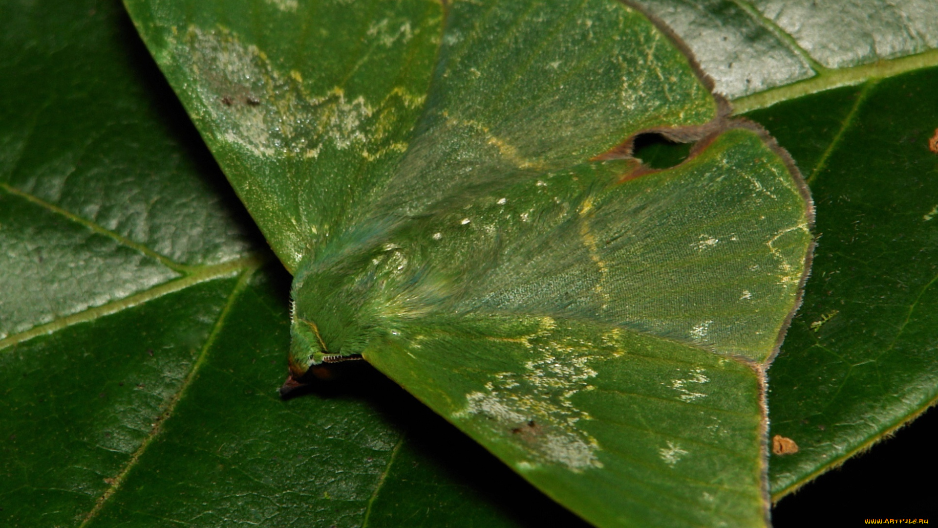 животные, бабочки, зелёная, лист, крылья, бабочка, itchydogimages, макро, мотылёк