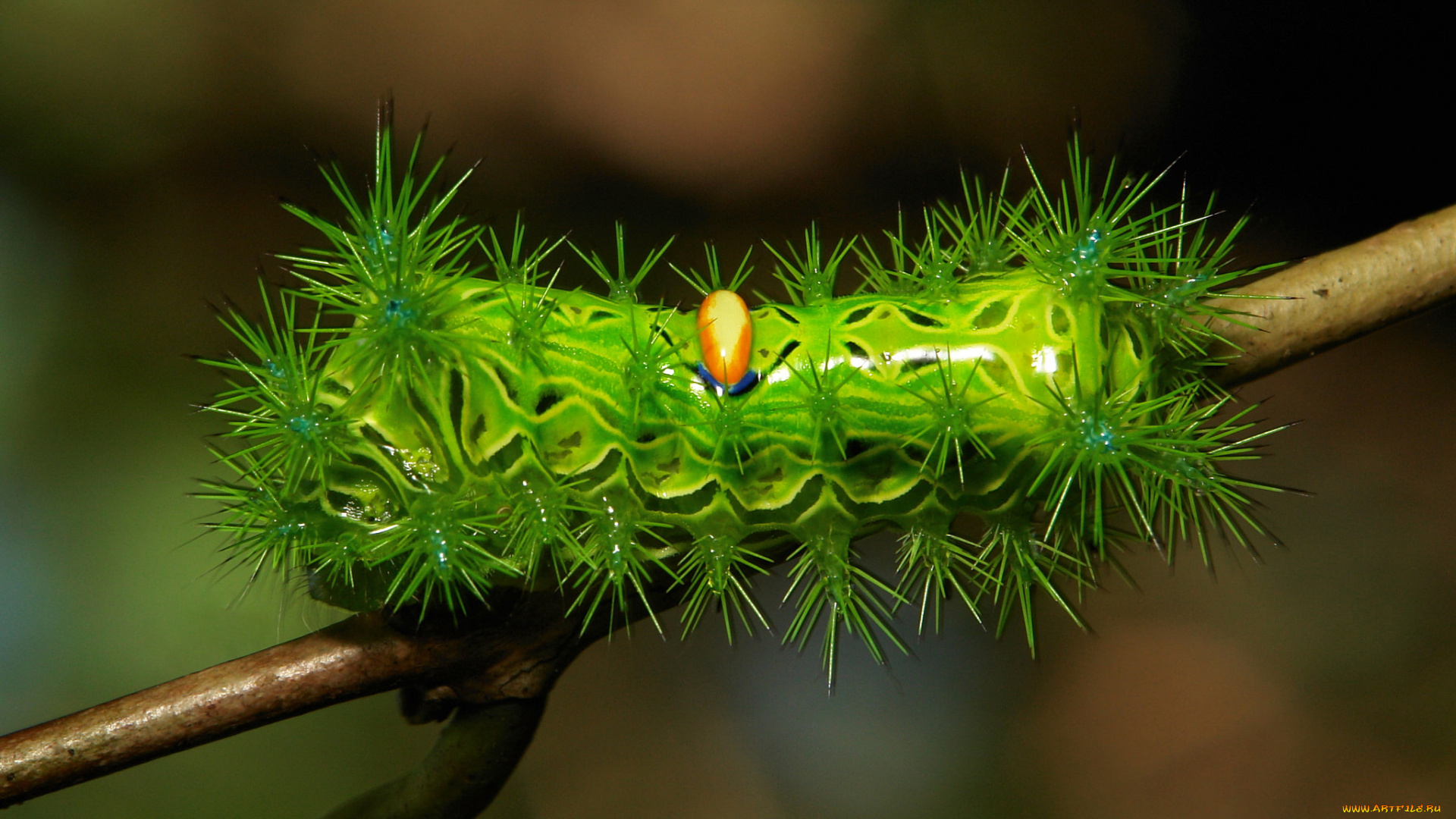 животные, гусеницы, itchydogimages, необычная, зелёная, шипастая, лист, гусеница, макро