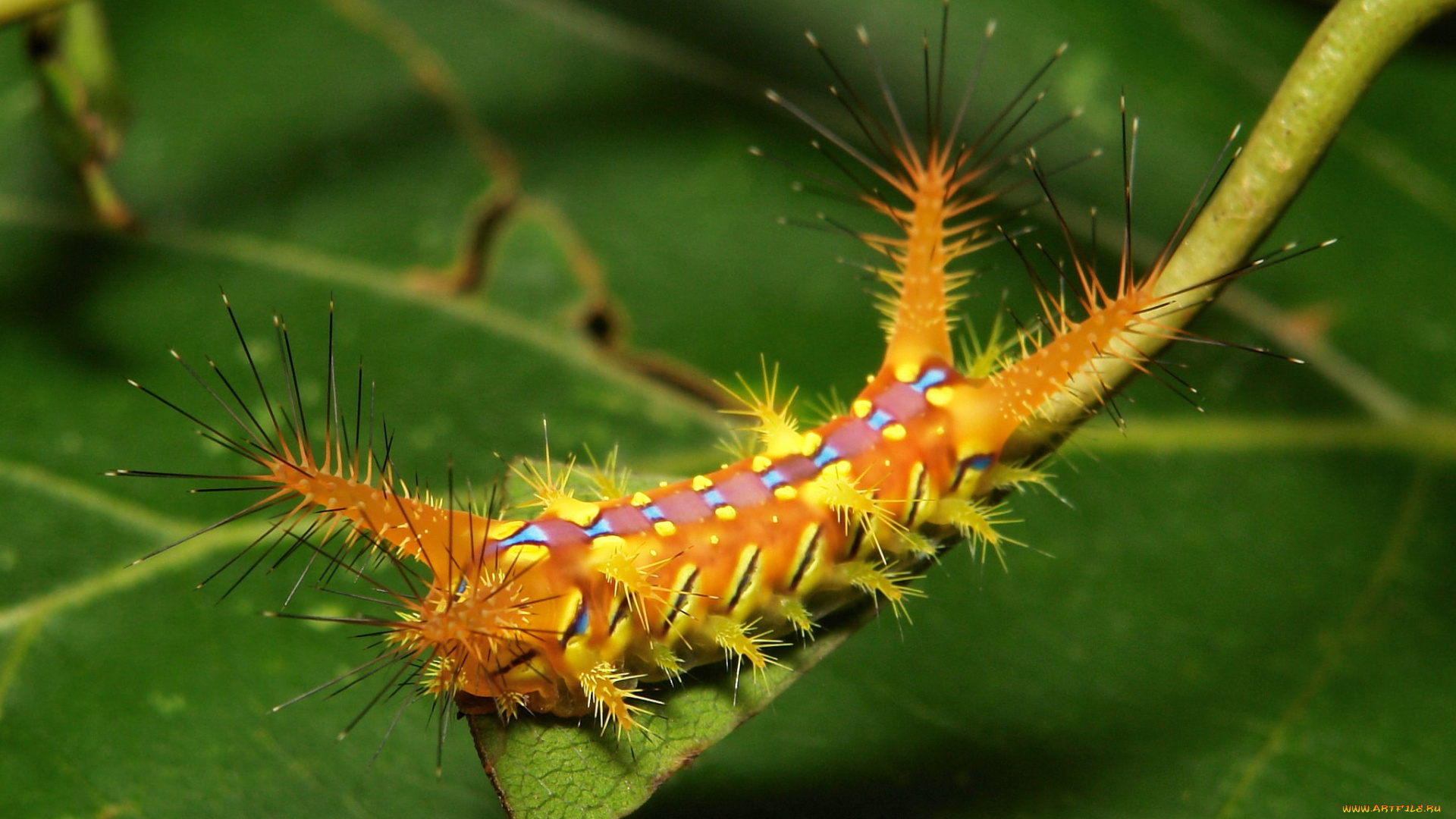животные, гусеницы, лист, макро, гусеница, itchydogimages, необычная, мохнатая