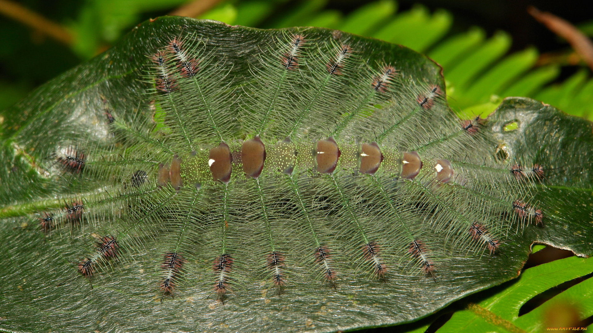 животные, гусеницы, мохнатая, лист, гусеница, макро, необычная, itchydogimages