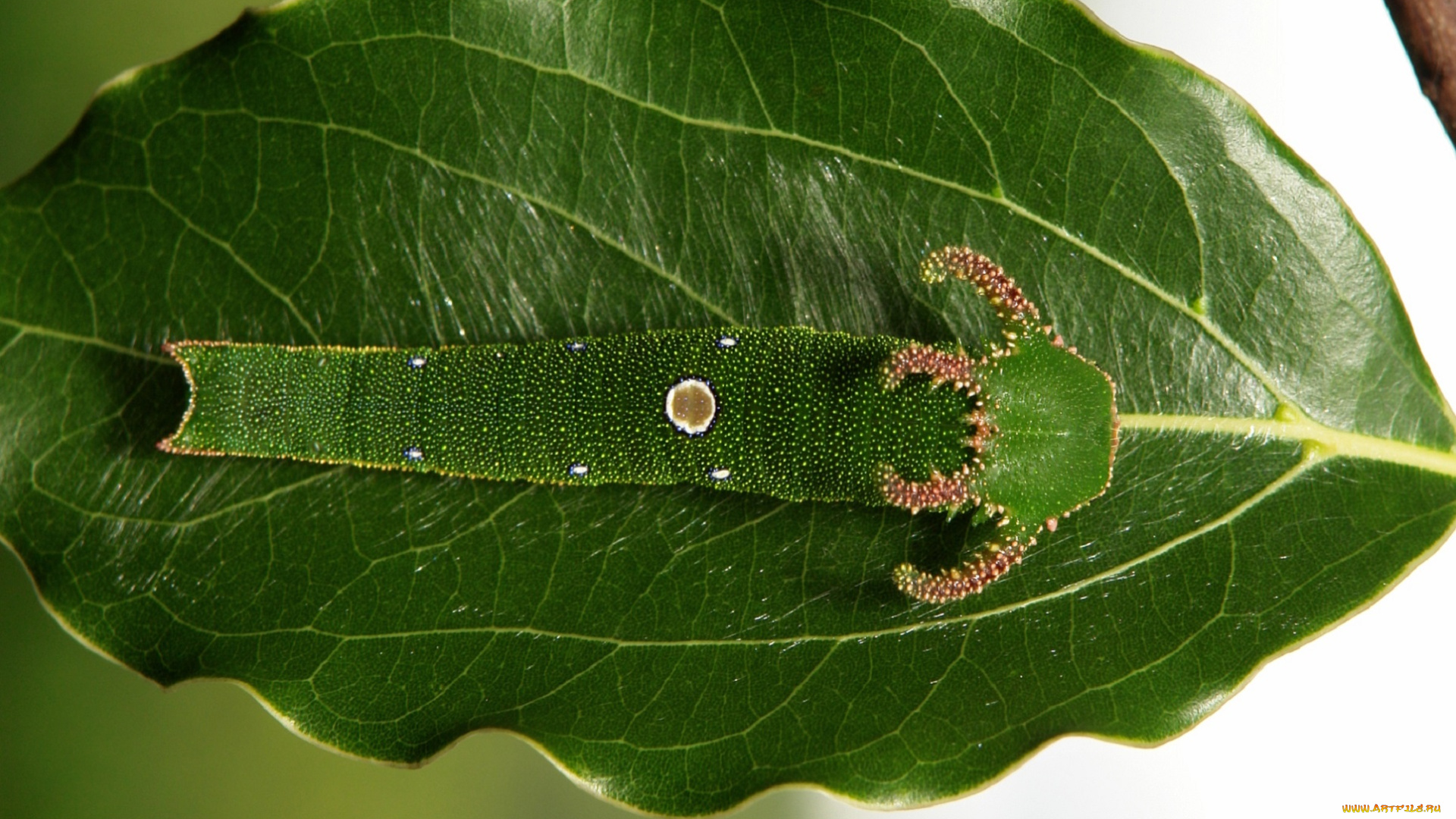 животные, гусеницы, рогатая, необычная, зелёная, лист, гусеница, itchydogimages