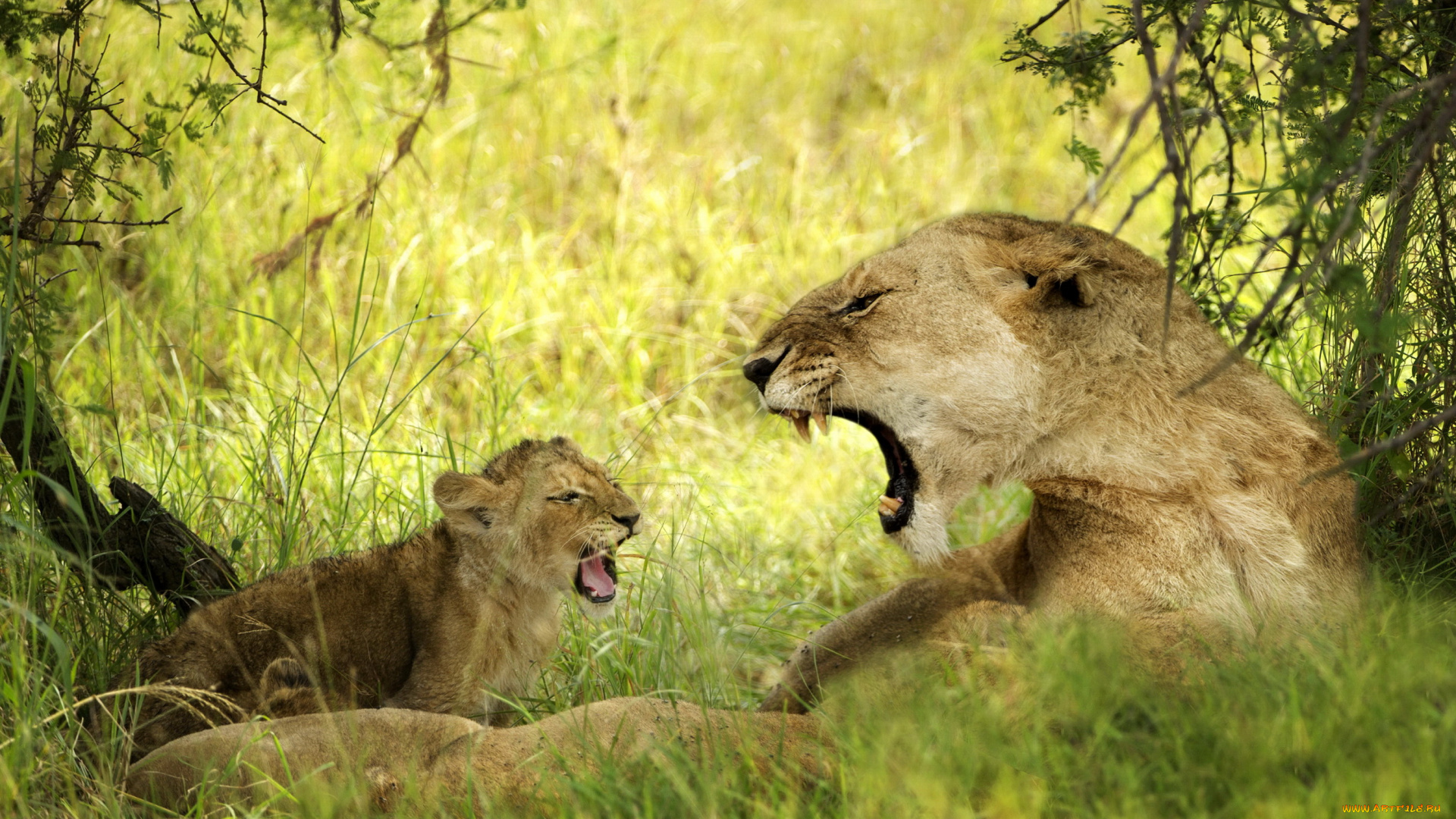 животные, львы, детеныш, трава, деревья