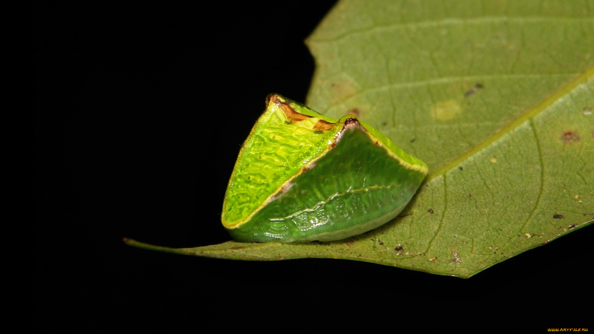 животные, насекомые, жучёк, itchydogimages, необычный, зелёный, макро