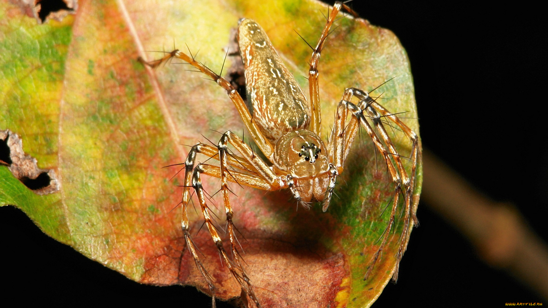 животные, пауки, паук, лист, макро, itchydogimages