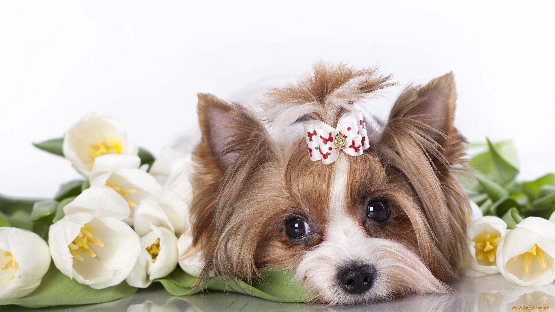 животные, собаки, тюльпаны, цветы, шерсть, собака, пудель