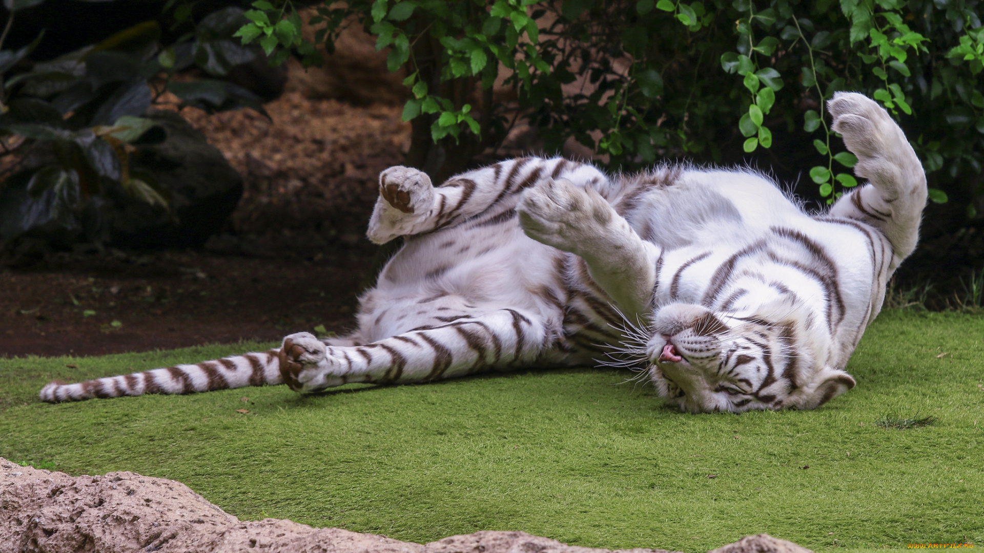 животные, тигры, отдых, кошка, амурский, тигр