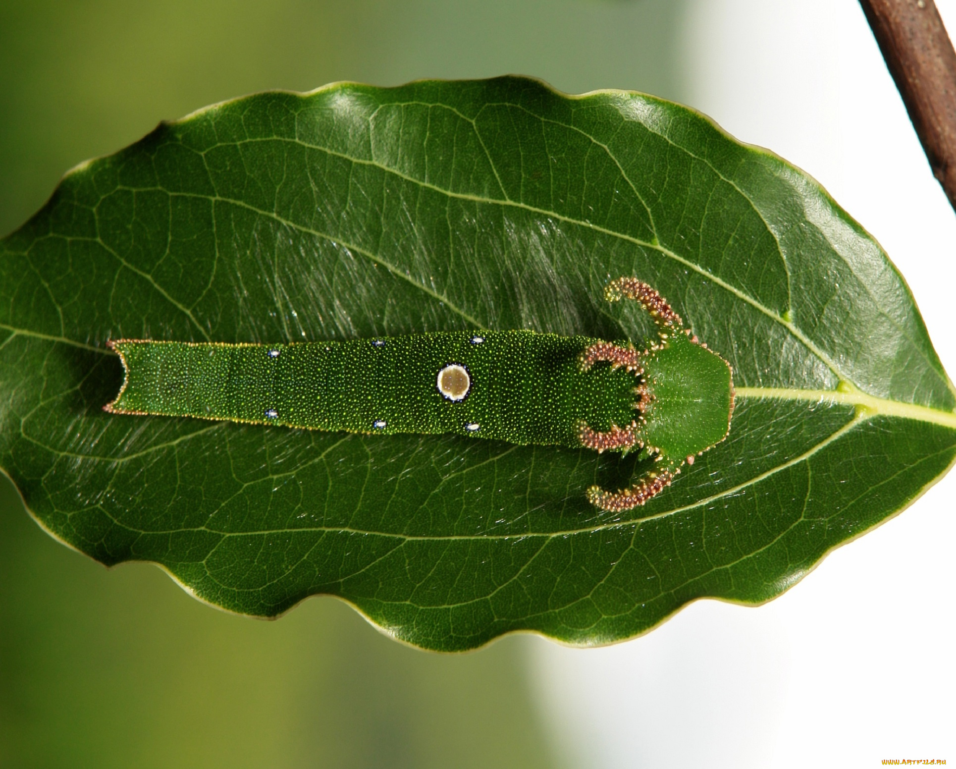 животные, гусеницы, рогатая, необычная, зелёная, лист, гусеница, itchydogimages