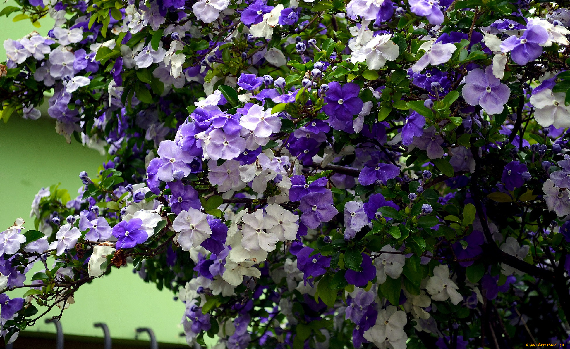 цветы, куст