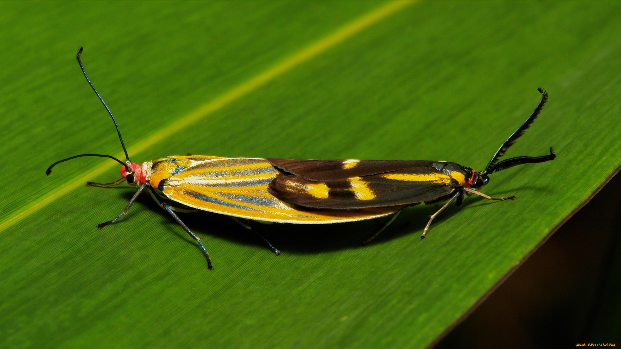 животные, бабочки, пара, моли, лист, макро, itchydogimages