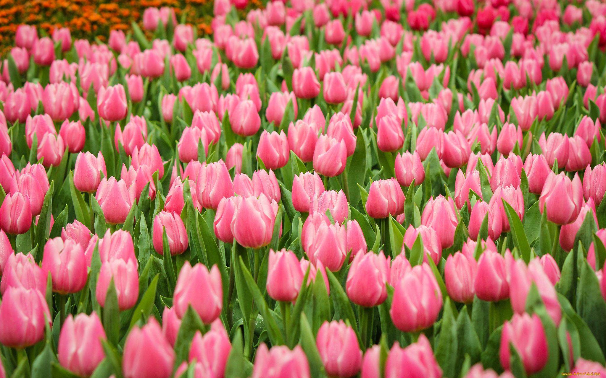 цветы, тюльпаны, нежность, цветение, лепестки