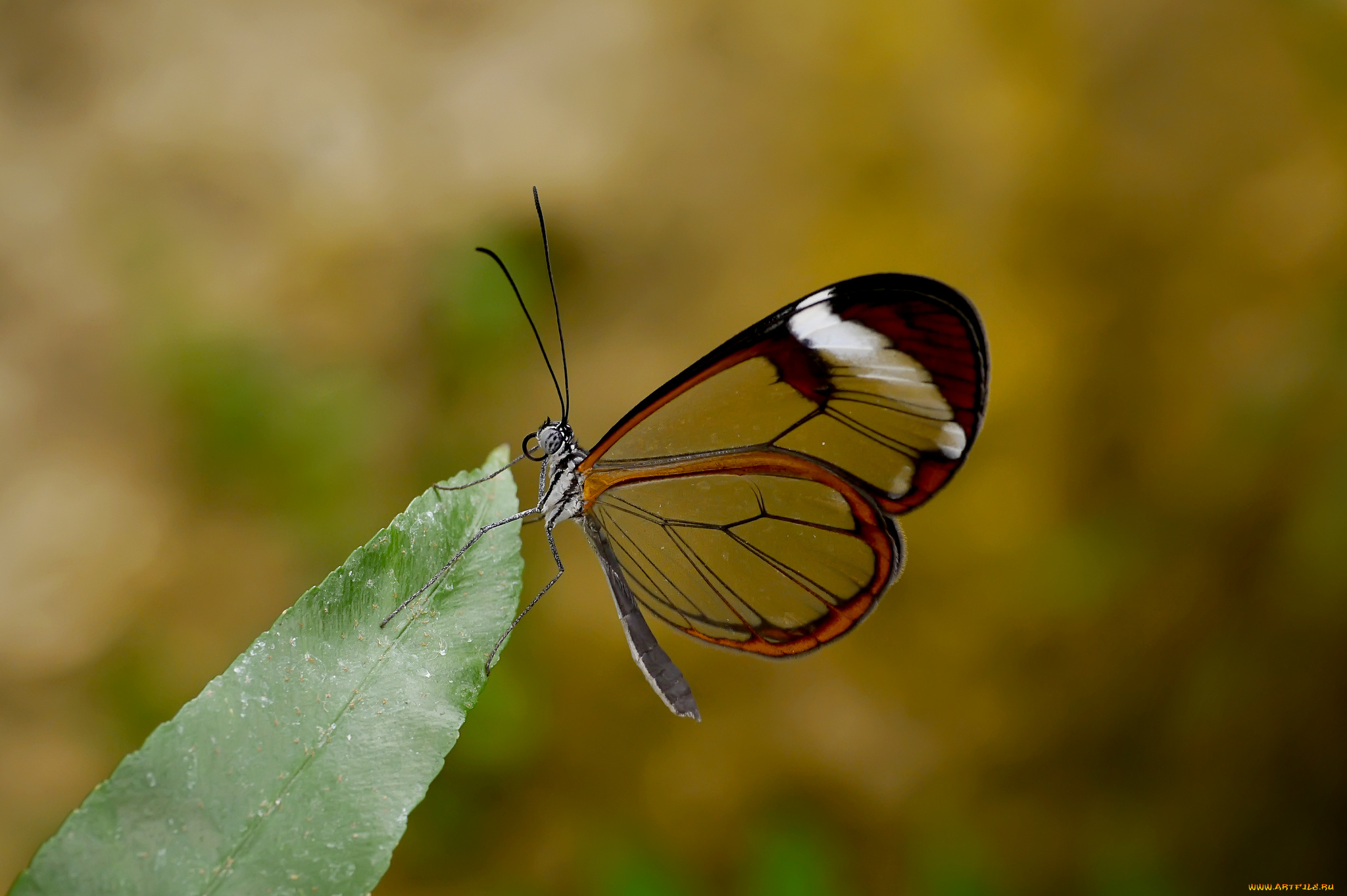 животные, бабочки, усики, крылья, макро, бабочка, хоботок