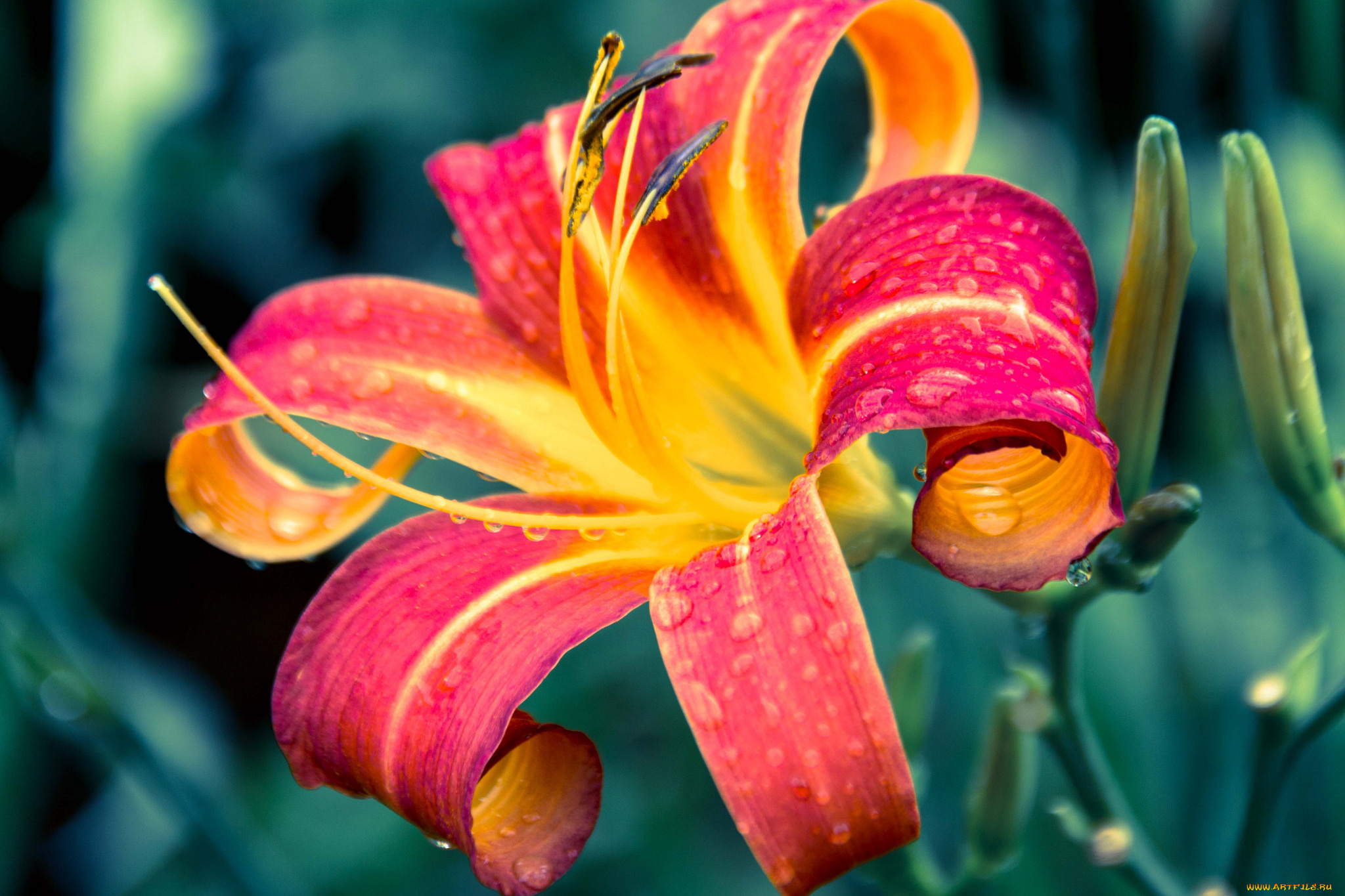 цветы, лилии, , лилейники, лепестки, цветение, petals, bloom, lily