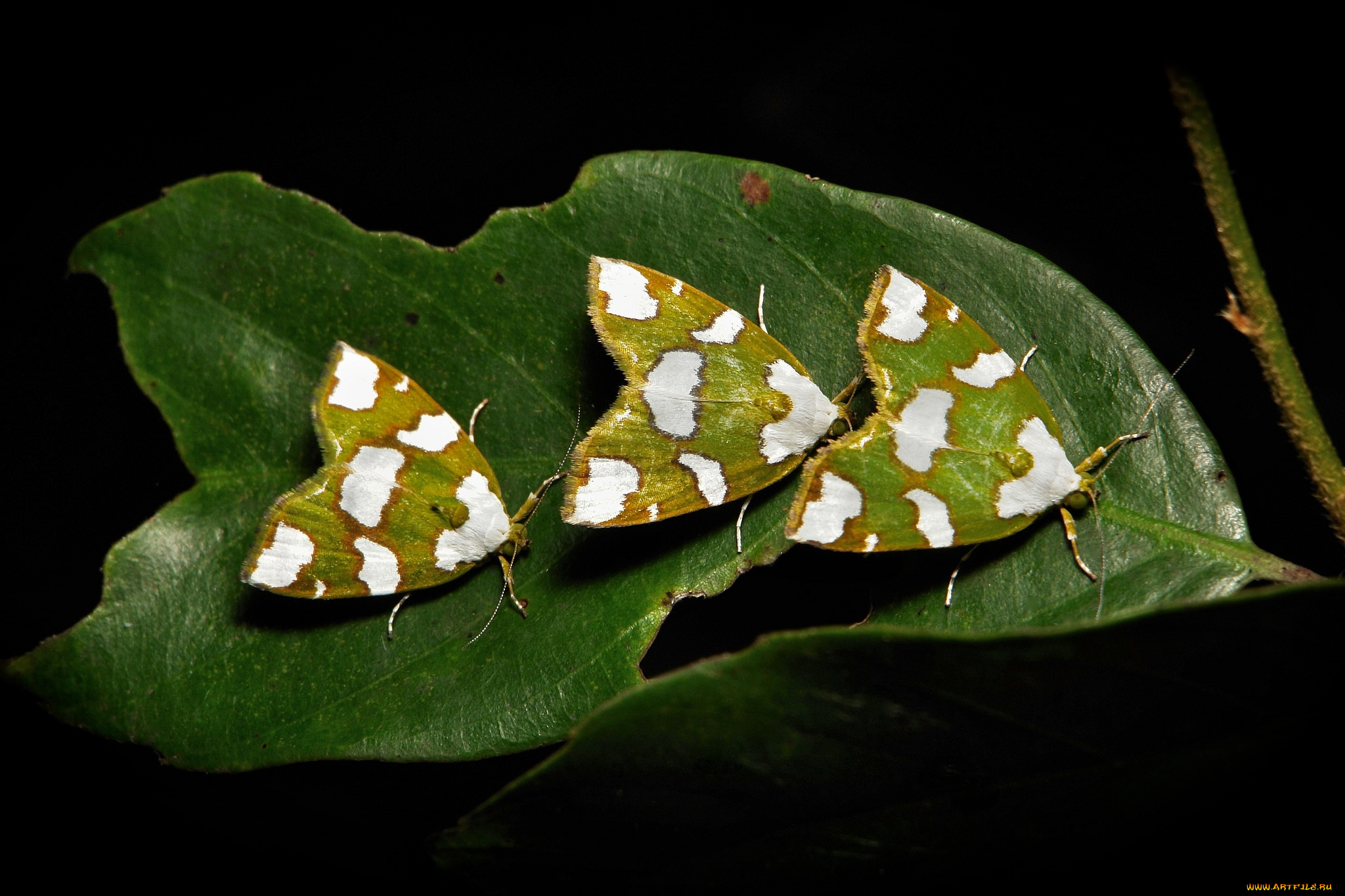 животные, бабочки, itchydogimages, макро, лист, трио, моли