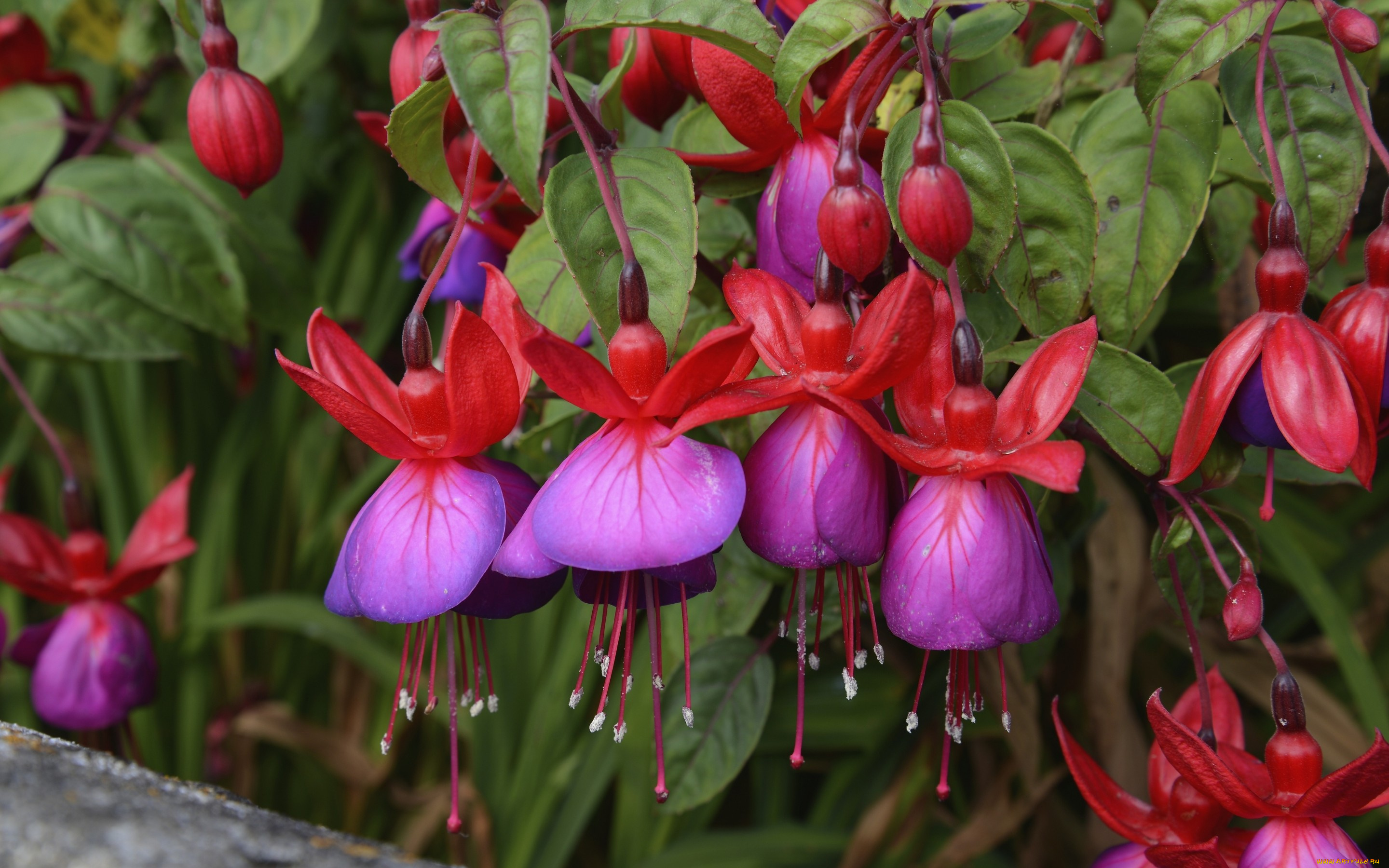 цветы, фуксия, лепестки, макро