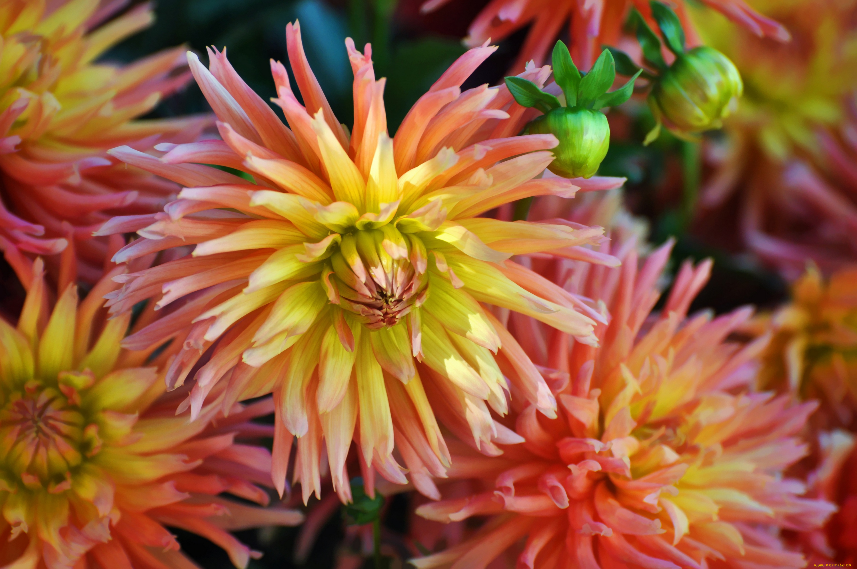 цветы, георгины, лепестки, цветение, георгин, бутоны