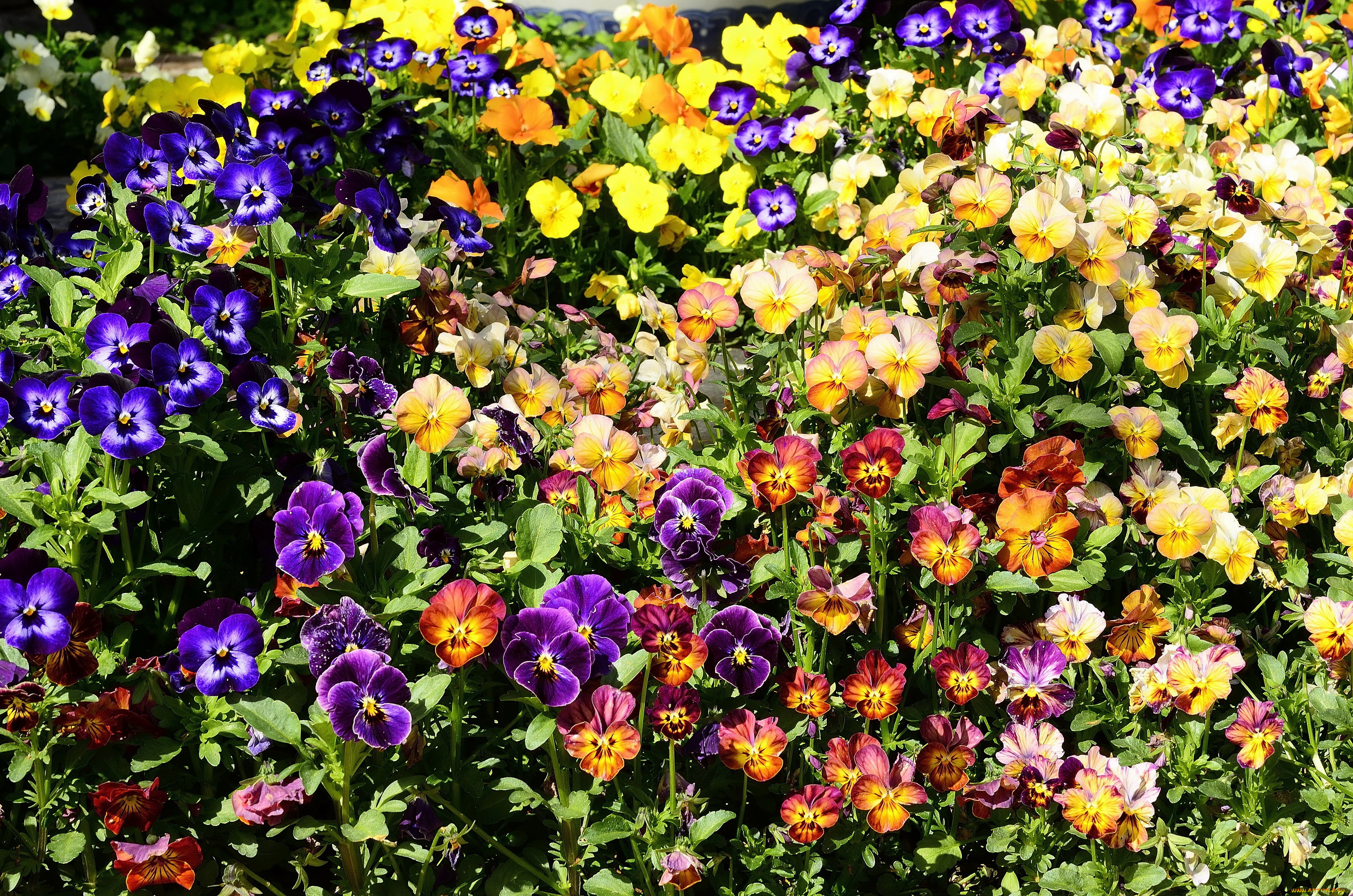 цветы, анютины, глазки, , садовые, фиалки, фиалки, много, анютины, глазки