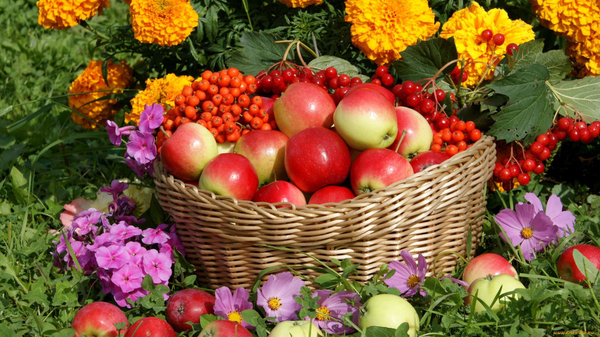 еда, Яблоки, калина, рябина, яблоки, бархатцы, космея, урожай, цветы, корзина, флоксы