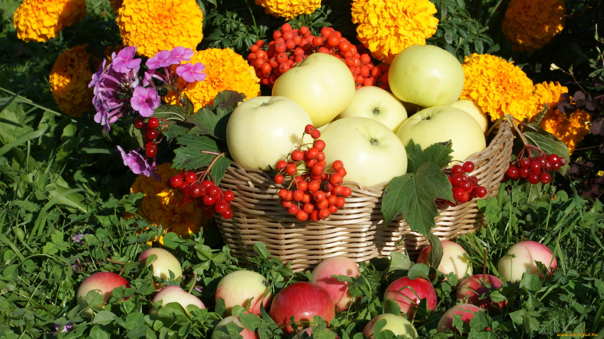 еда, Яблоки, яблоки, цветы, флоксы, бархатцы, корзина, рябина, калина
