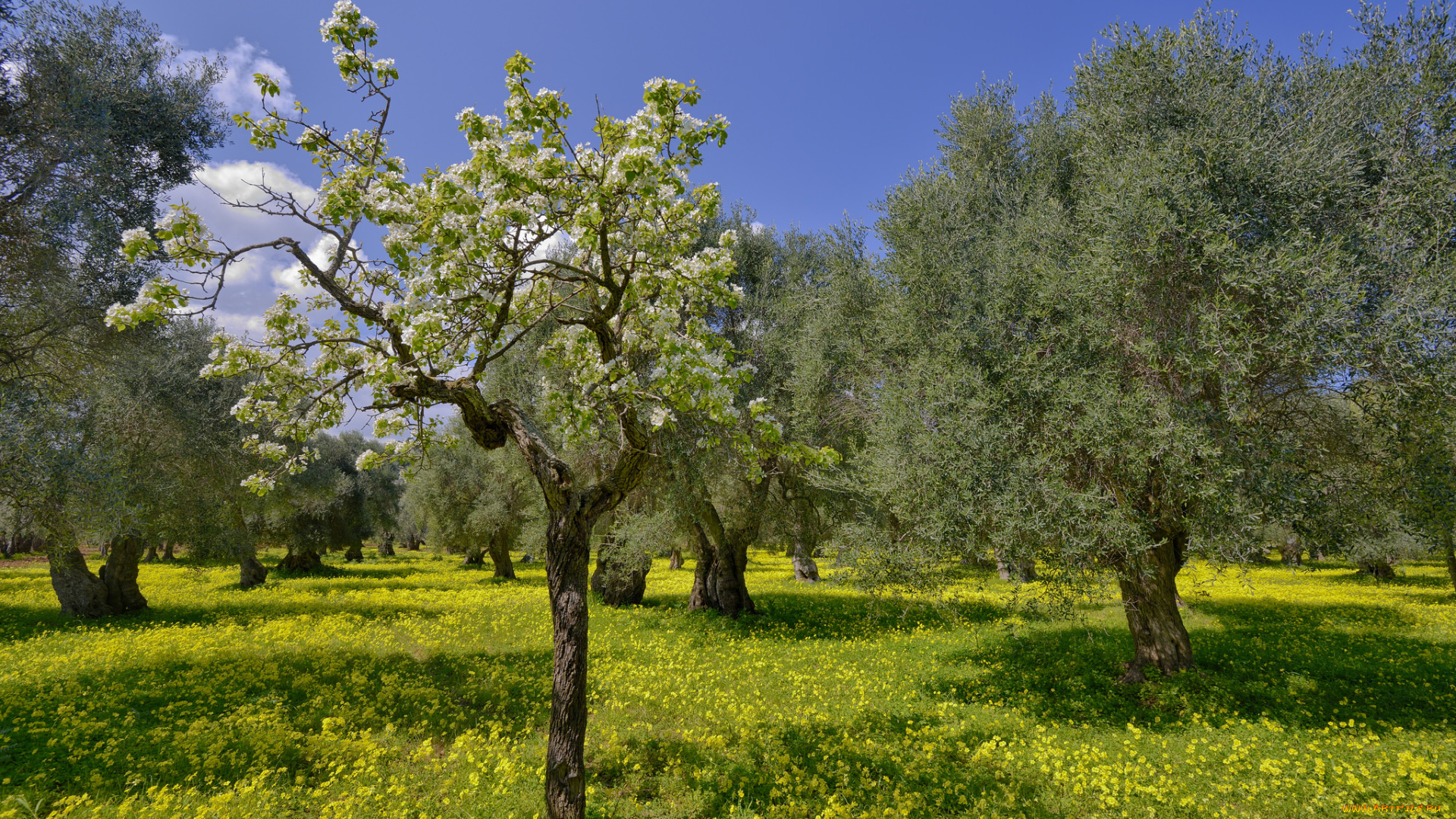 природа, деревья, сад