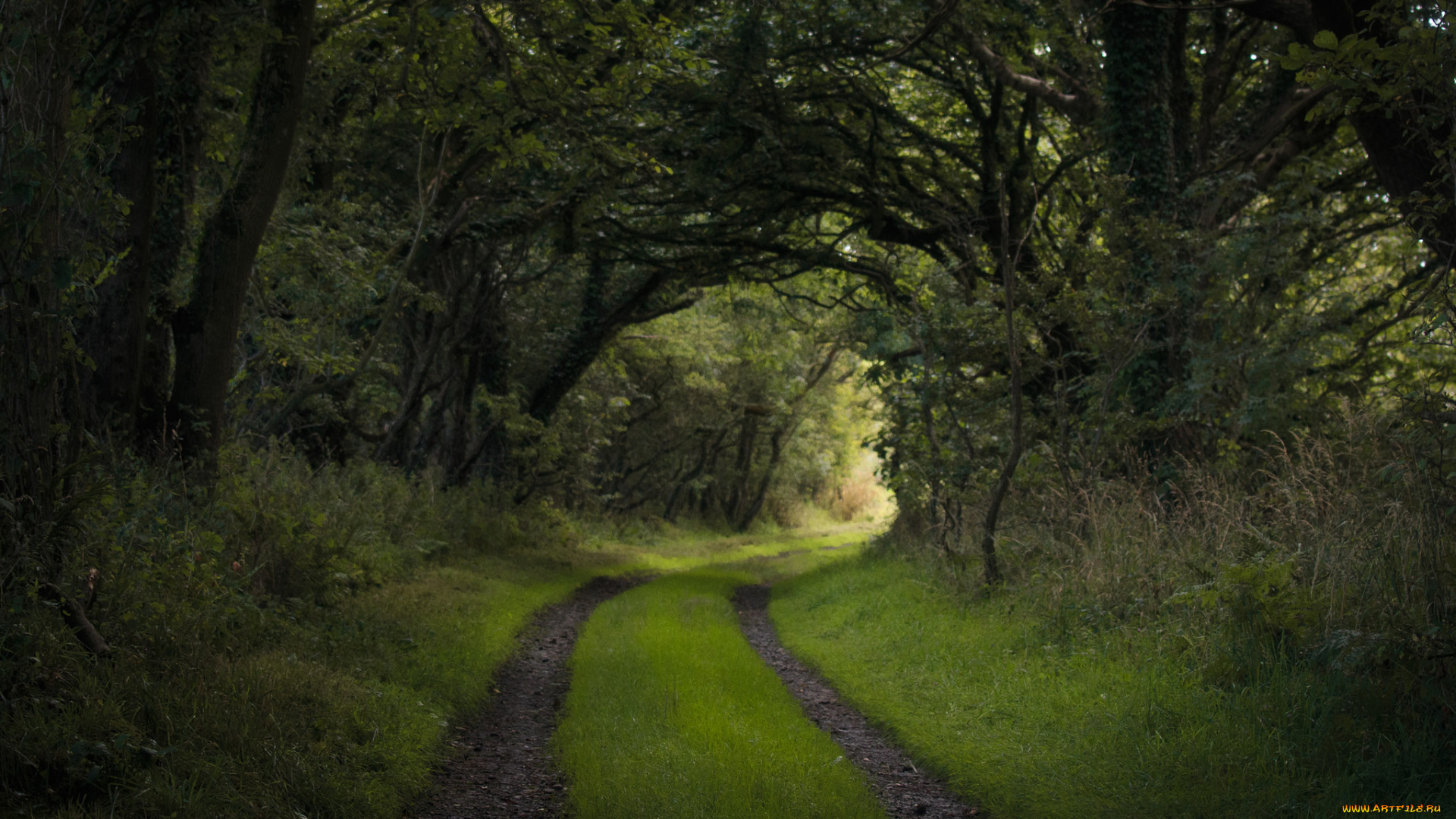 природа, дороги, дорога, лес, трава