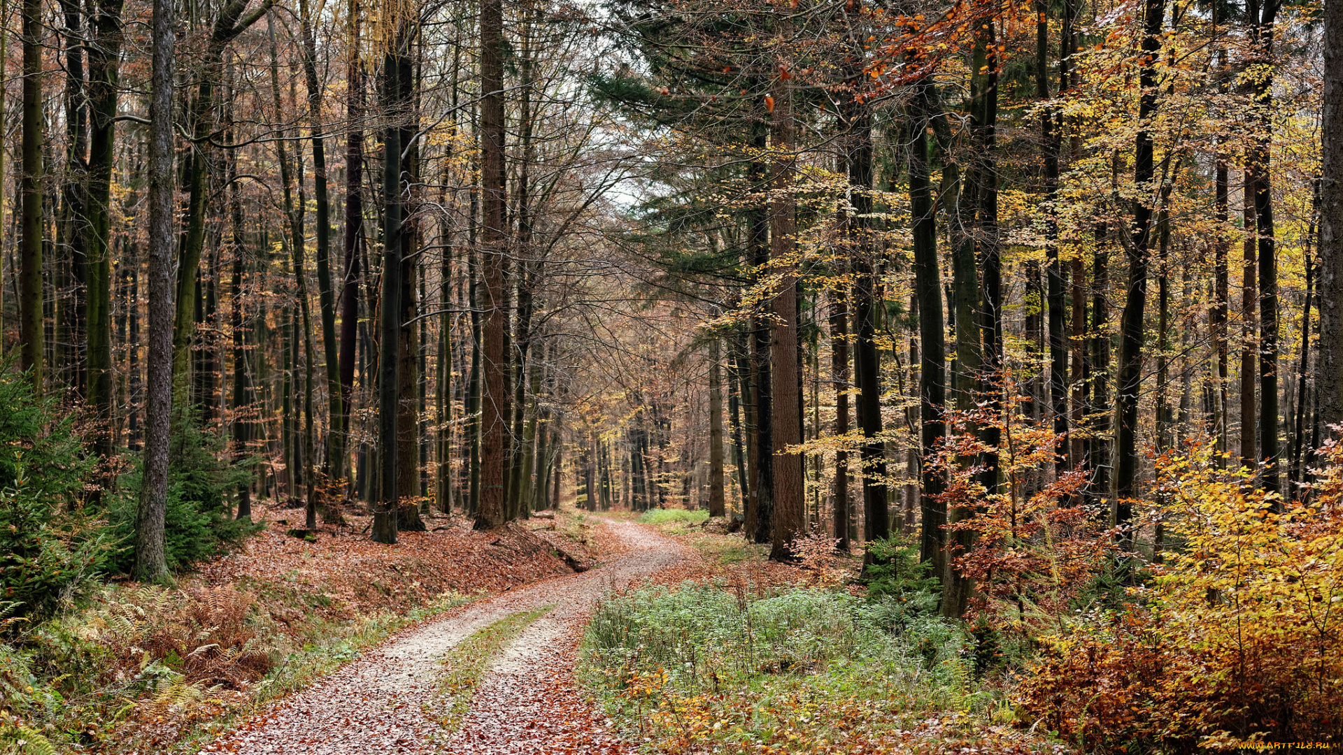 природа, дороги, лес, колея