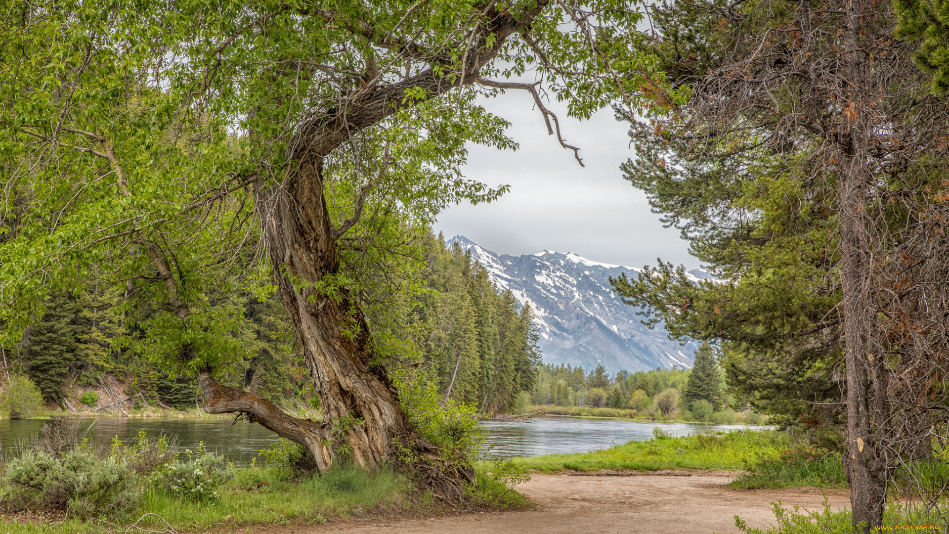 природа, дороги, лес, река, тропинка