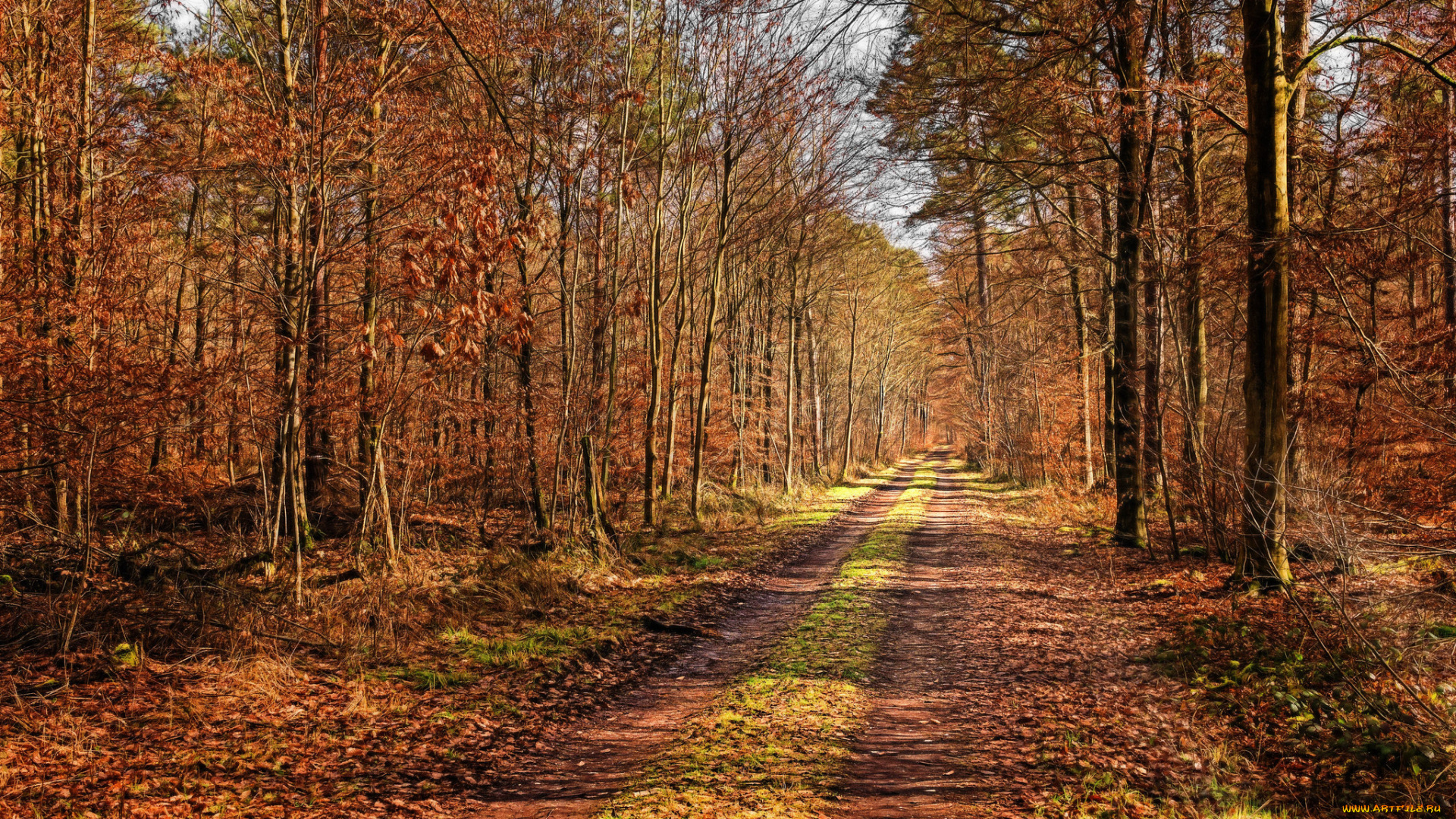 природа, дороги, осень, лес, тракт