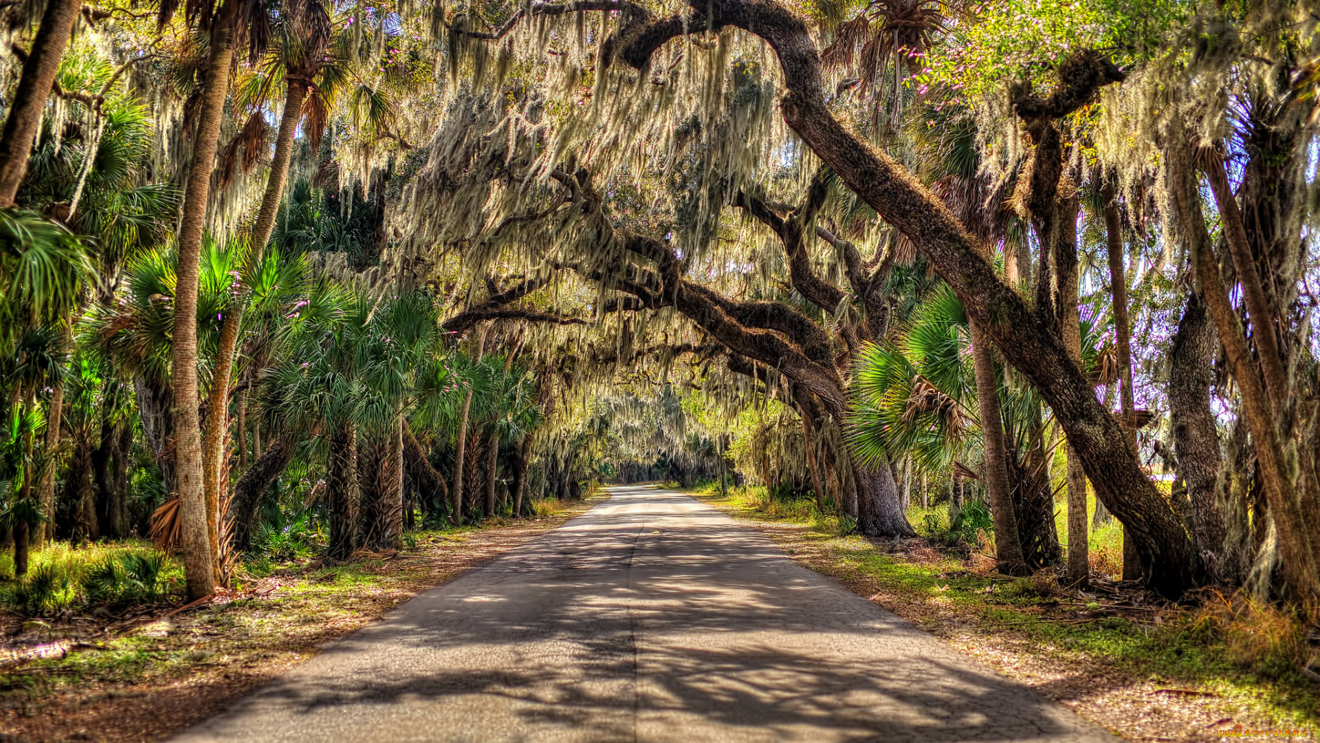 природа, дороги, пальмы, аллея, шоссе