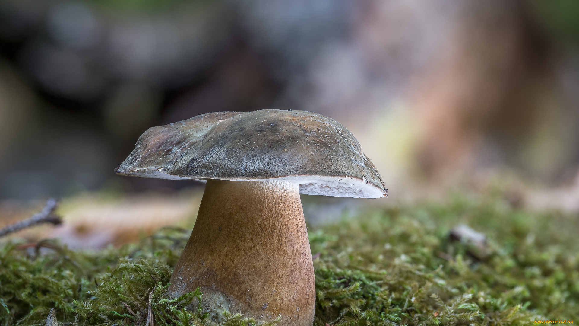 природа, грибы, белый