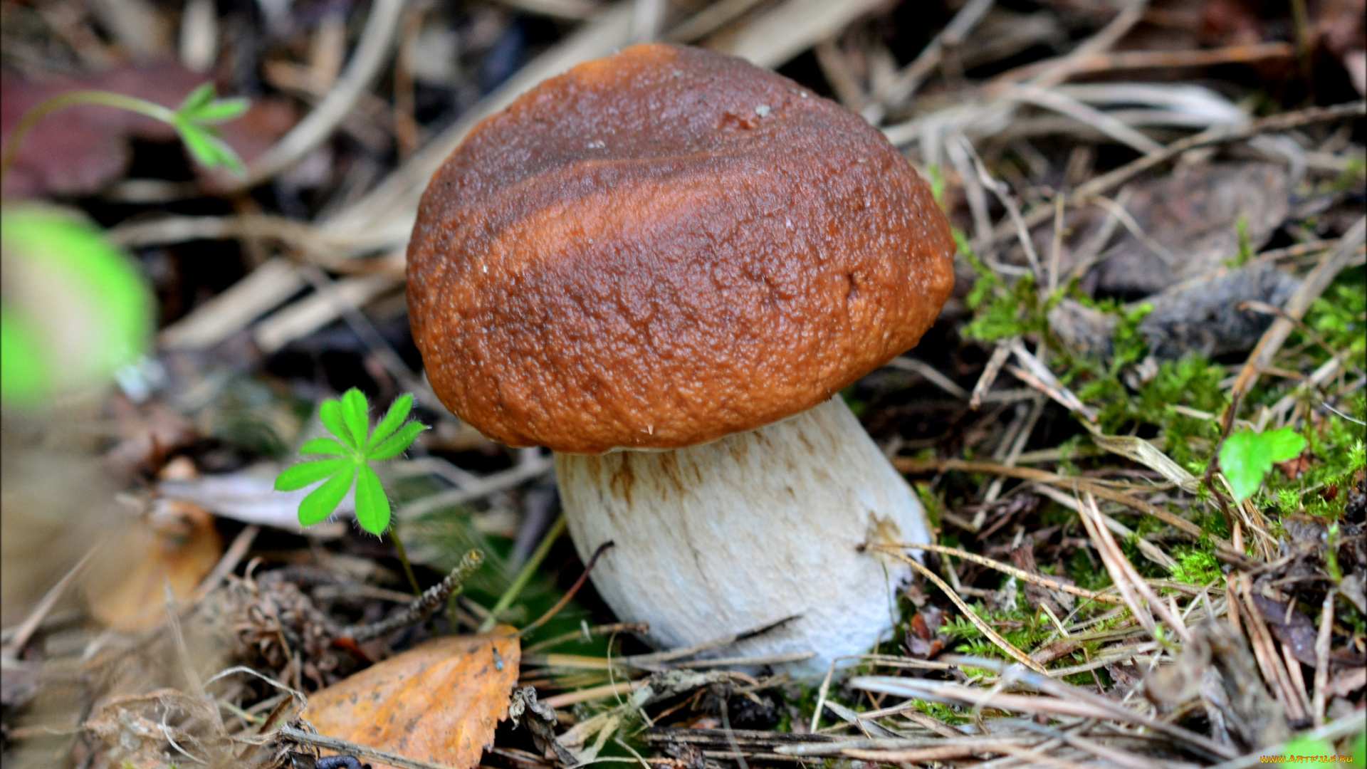 природа, грибы, лес, гриб