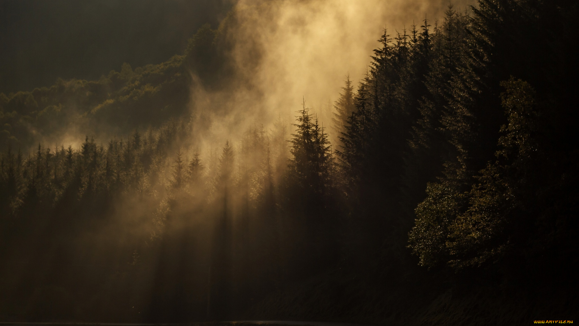 природа, лес, хвоя, озеро, дымка, силуэт, вечер