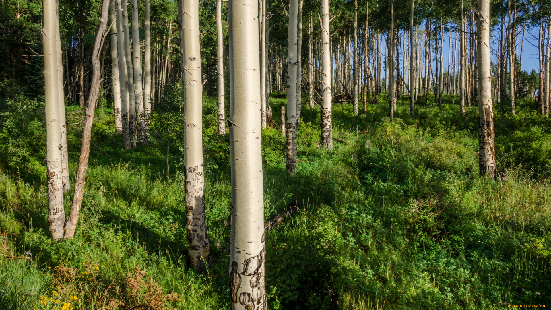 природа, лес, роща